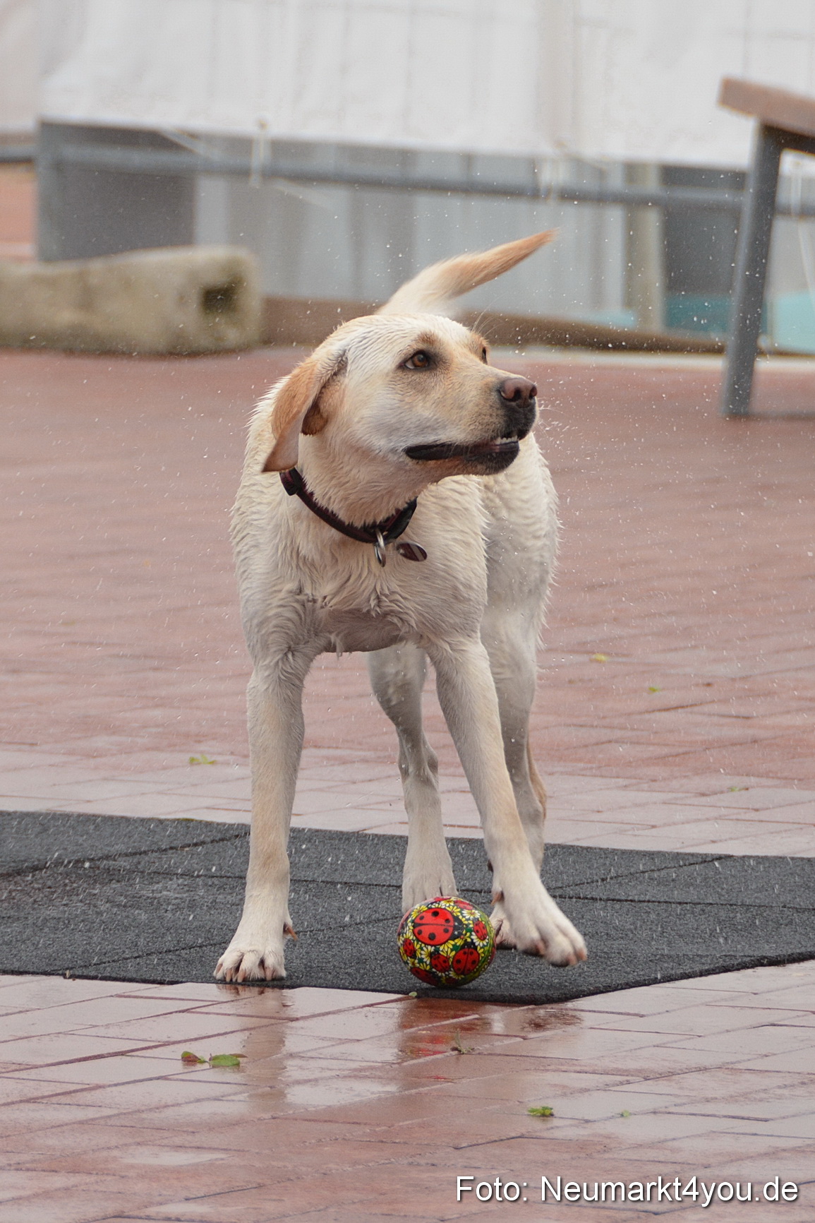 Hundeschwimmen im Freibad 071017 0051
