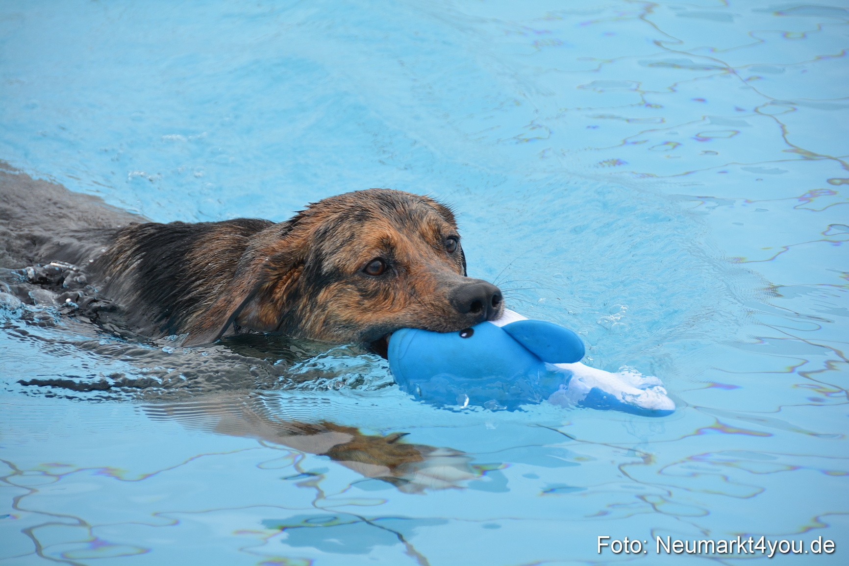 Hundeschwimmen im Freibad 071017 0052
