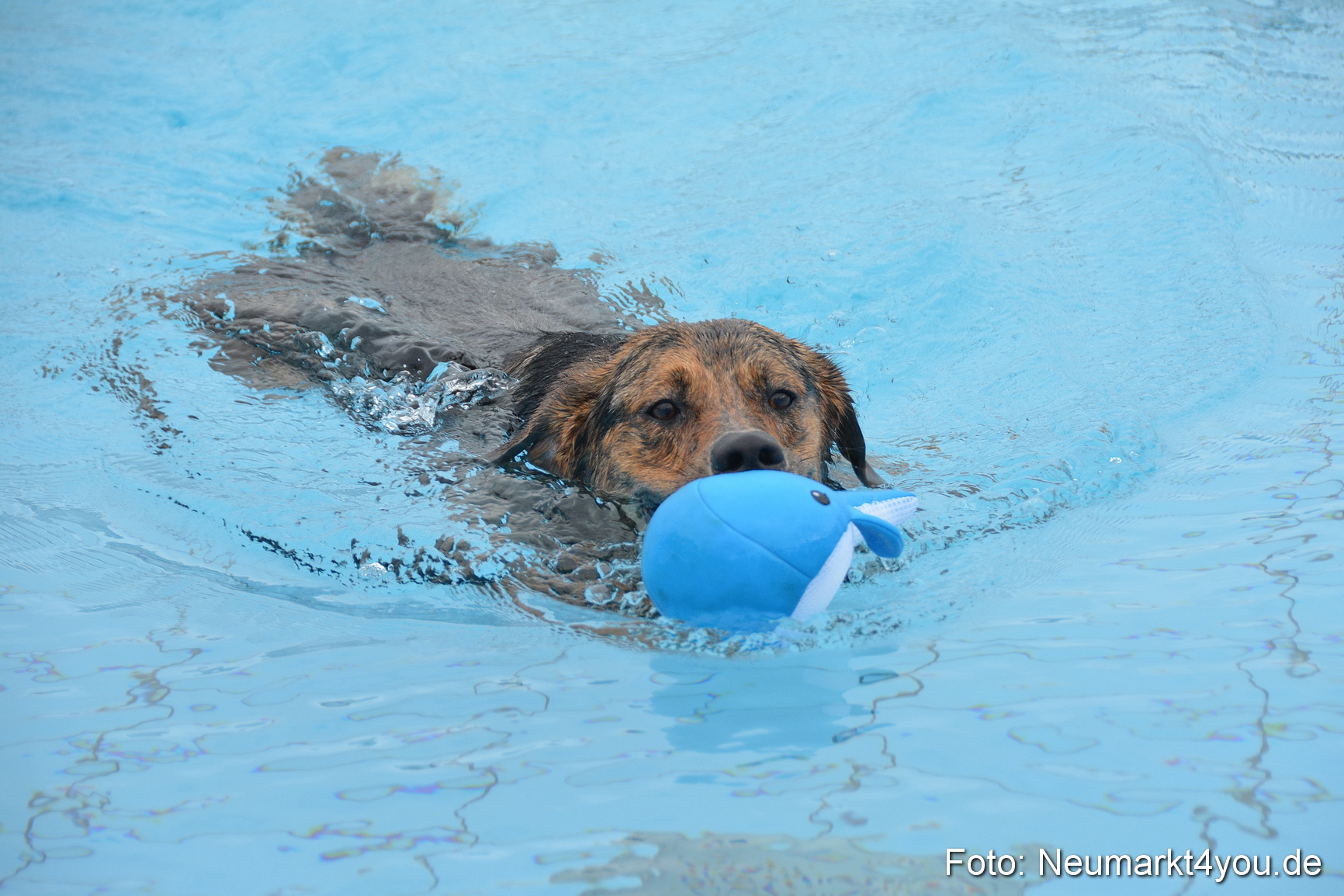 Hundeschwimmen im Freibad 071017 0053