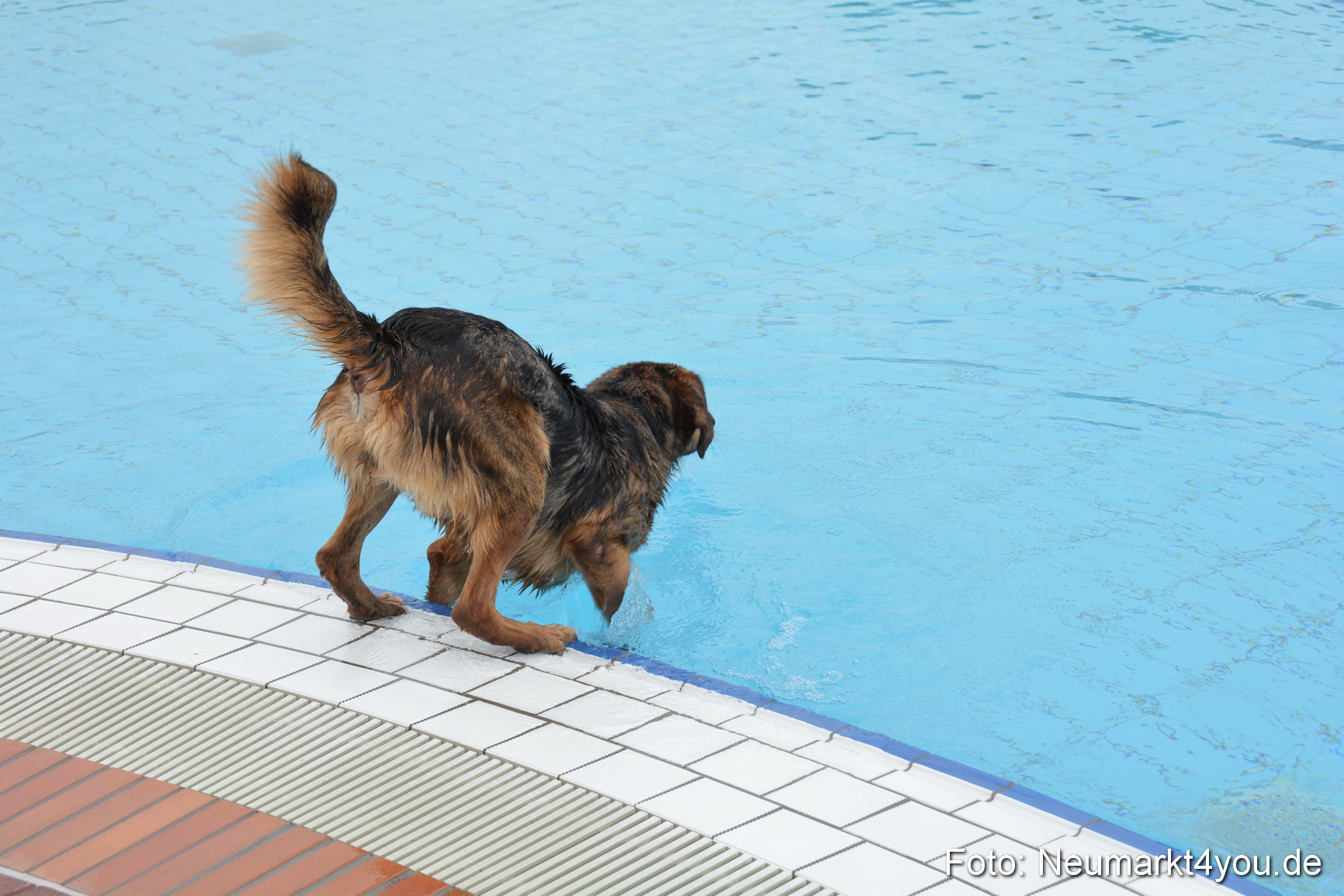 Hundeschwimmen im Freibad 071017 0054