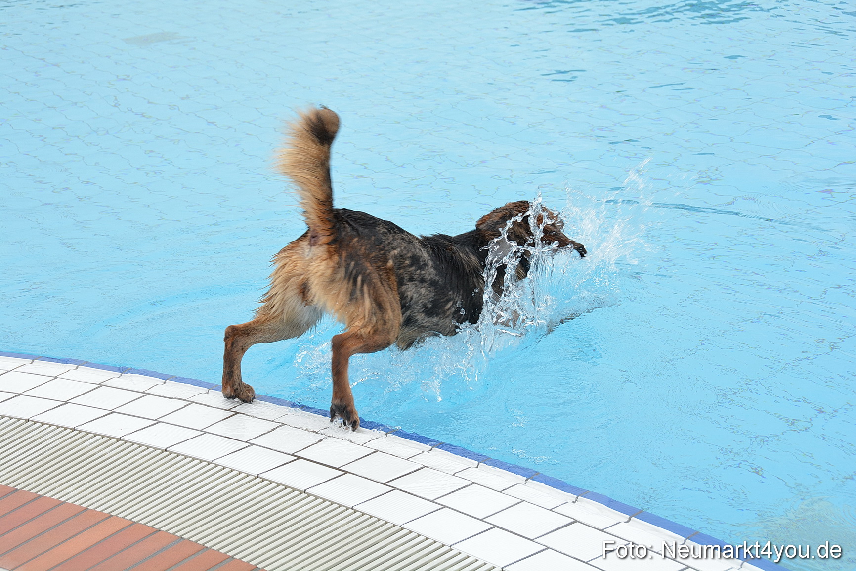 Hundeschwimmen im Freibad 071017 0055