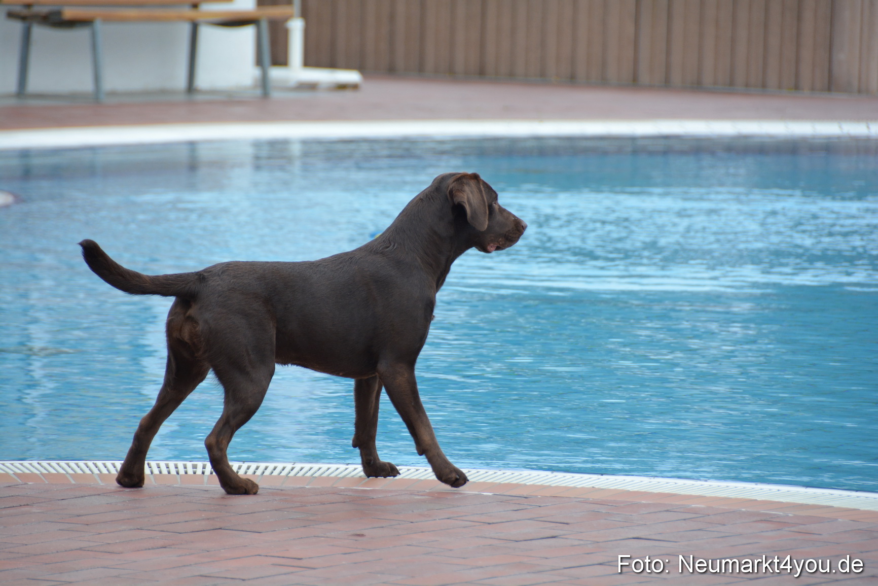 Hundeschwimmen im Freibad 071017 0056