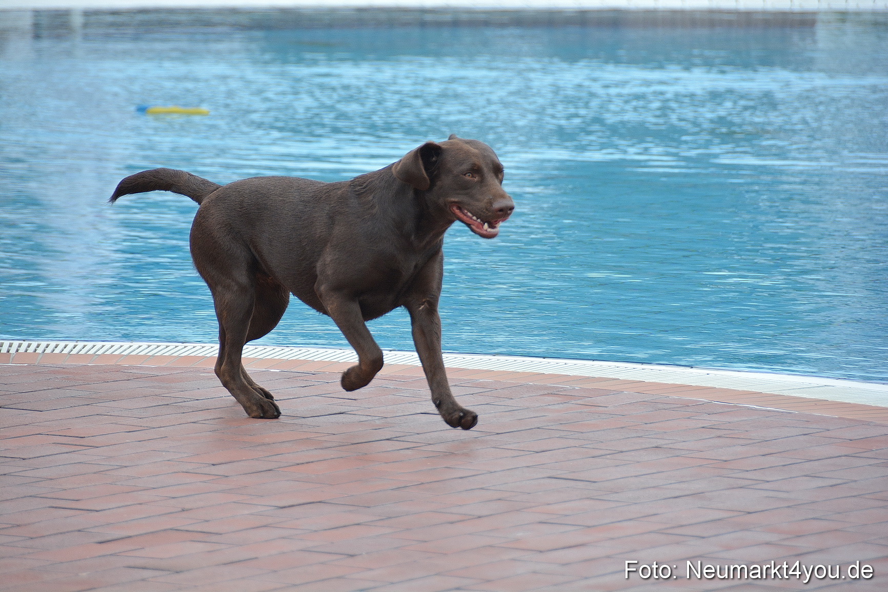 Hundeschwimmen im Freibad 071017 0057