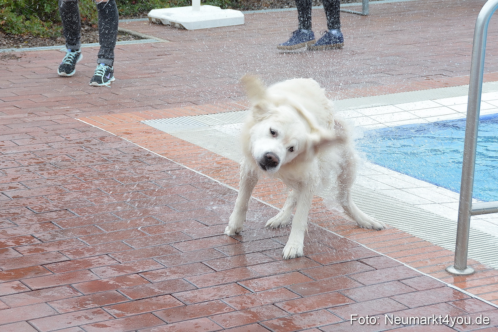 Hundeschwimmen im Freibad 071017 0058