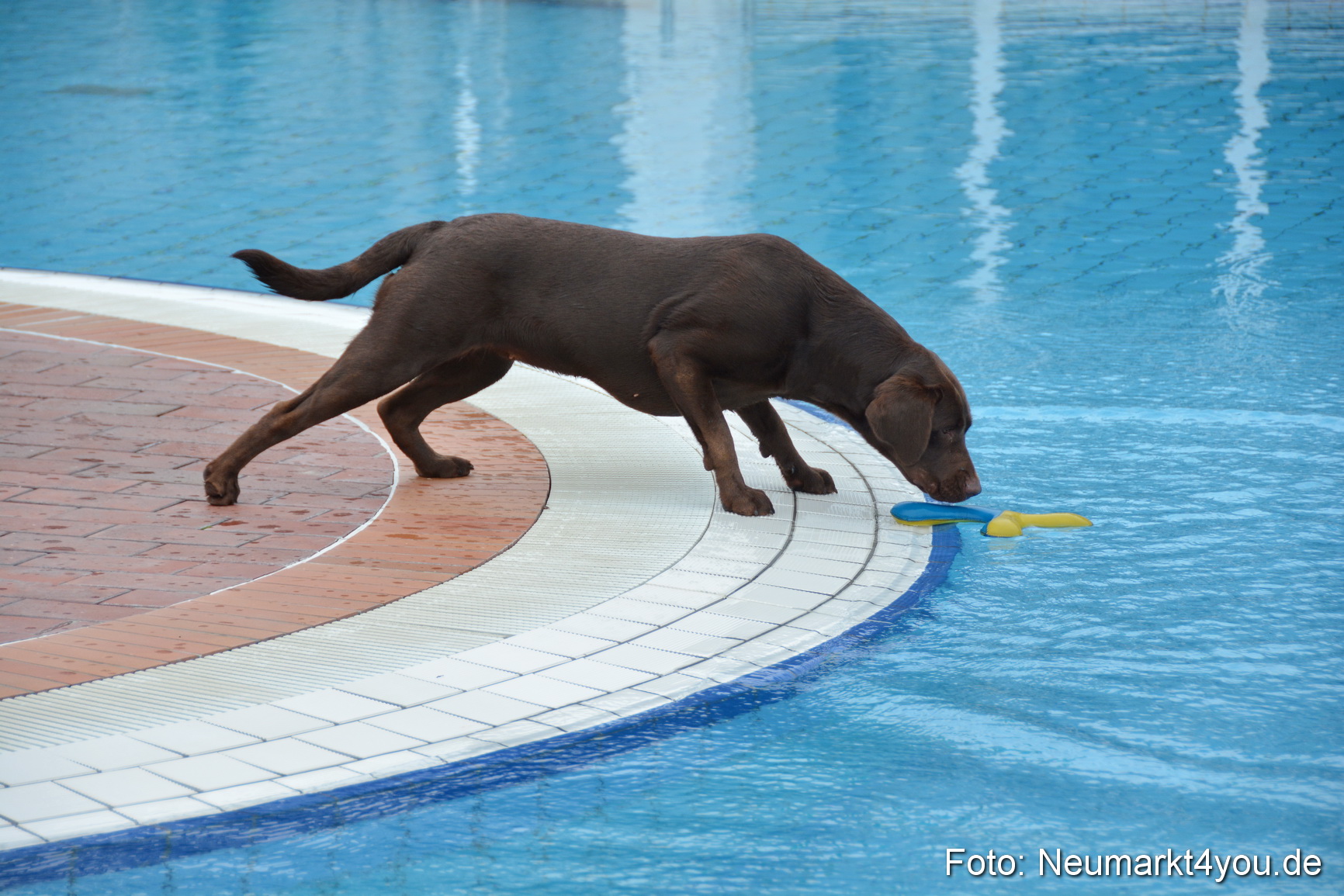 Hundeschwimmen im Freibad 071017 0059