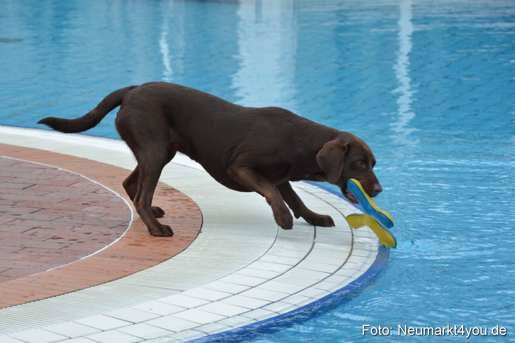 Hundeschwimmen im Freibad 071017 0060