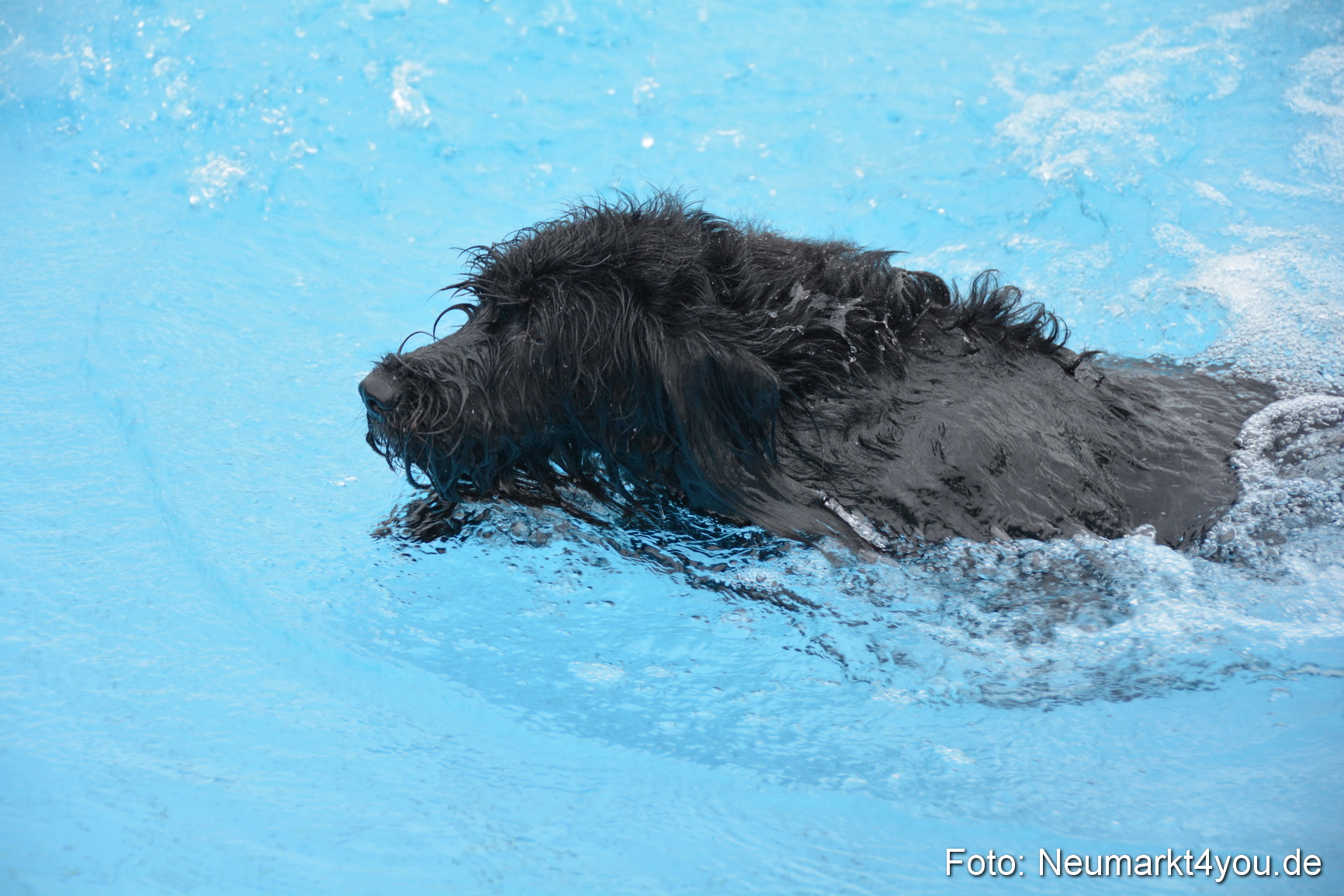 Hundeschwimmen im Freibad 071017 0062