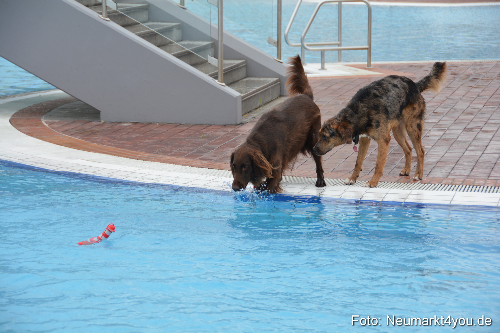 Hundeschwimmen im Freibad 071017 0063