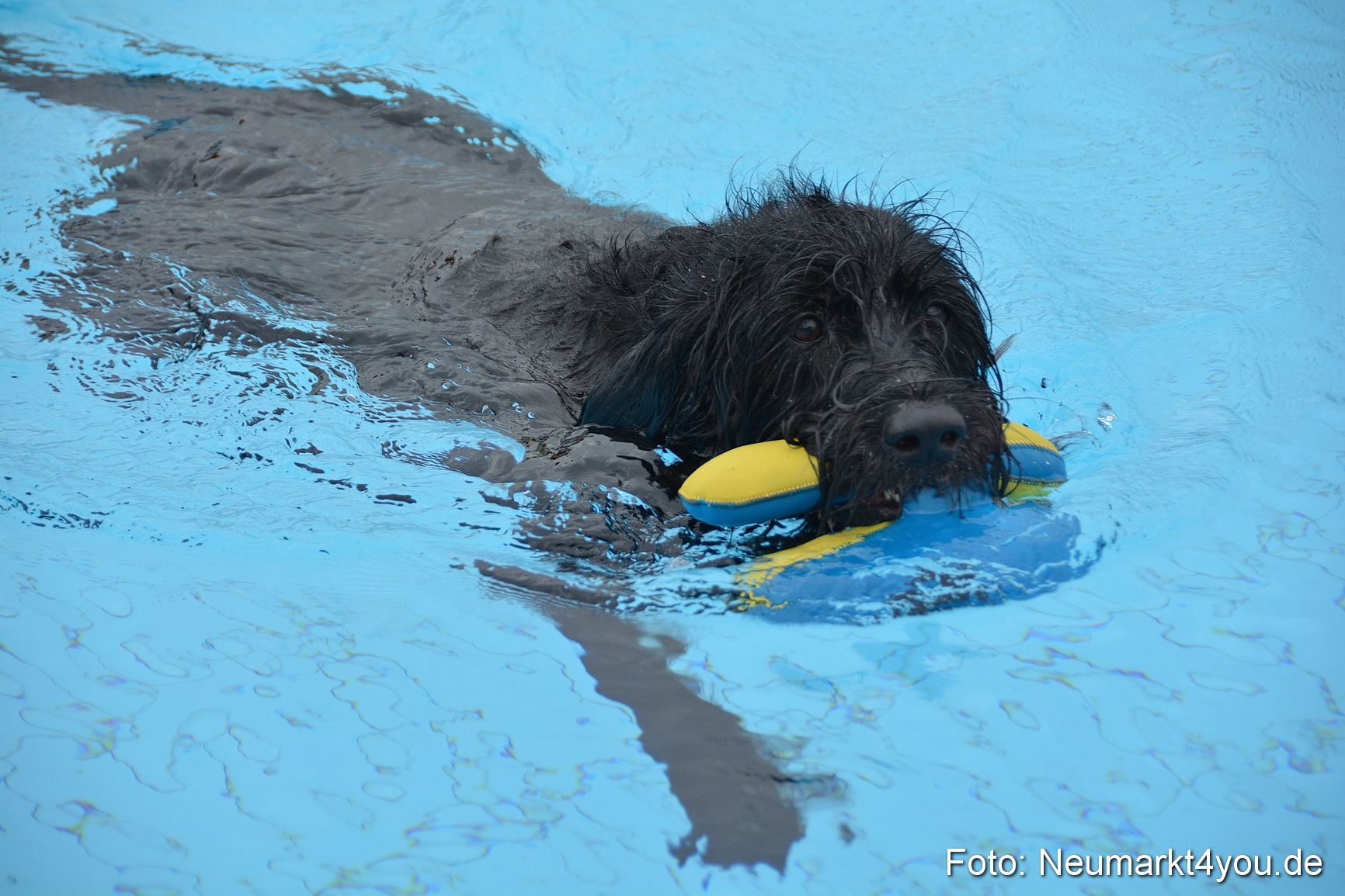 Hundeschwimmen im Freibad 071017 0064