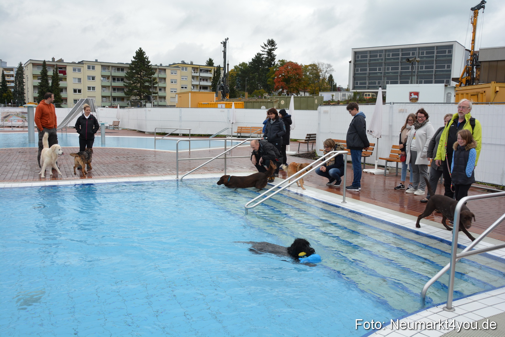 Hundeschwimmen im Freibad 071017 0065