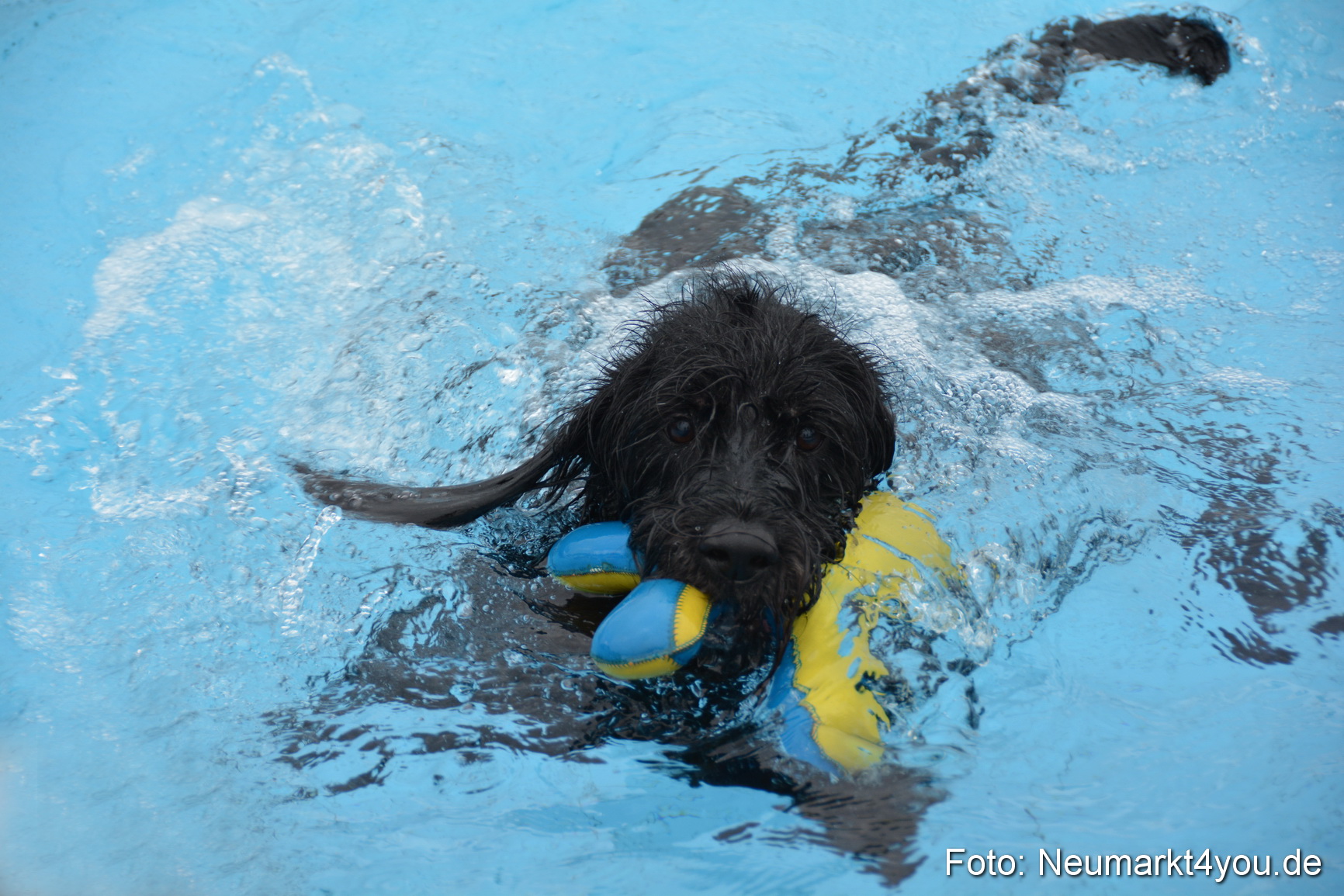 Hundeschwimmen im Freibad 071017 0066