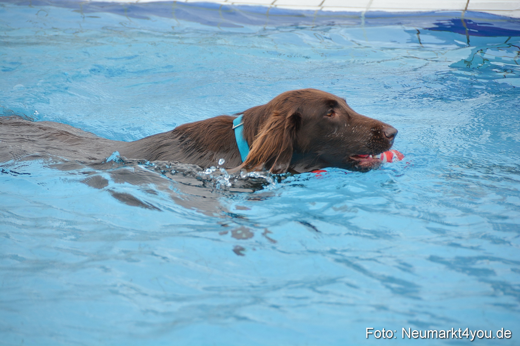 Hundeschwimmen im Freibad 071017 0067
