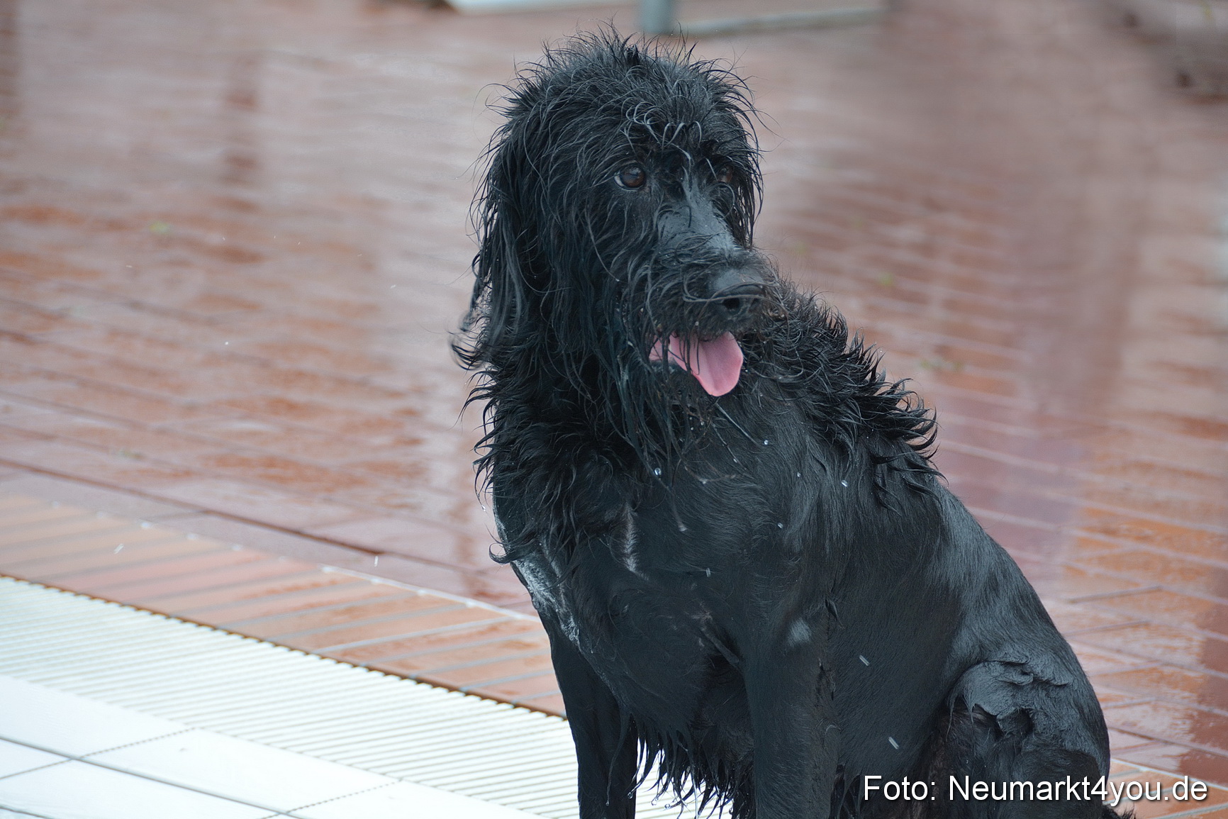 Hundeschwimmen im Freibad 071017 0068