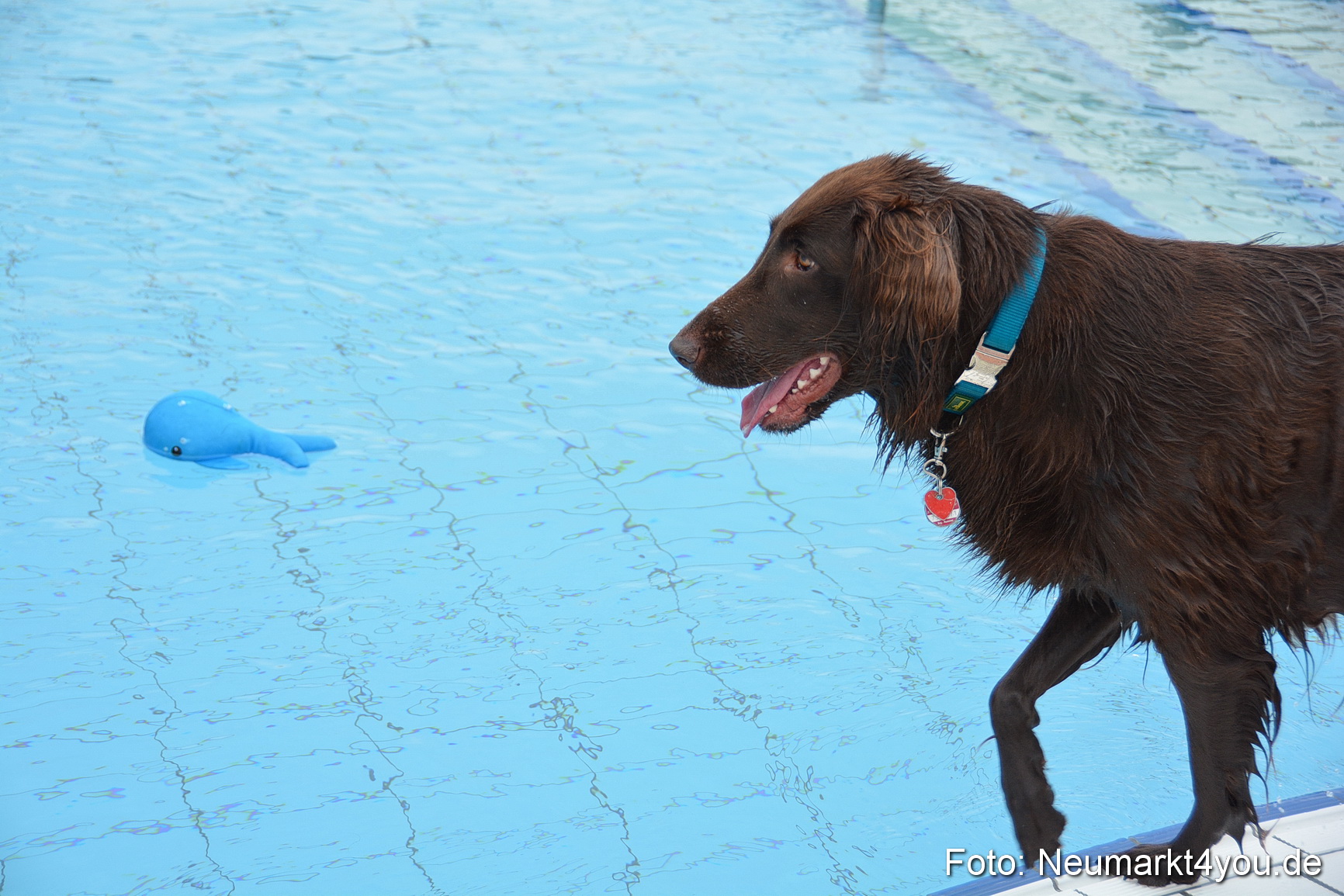 Hundeschwimmen im Freibad 071017 0069