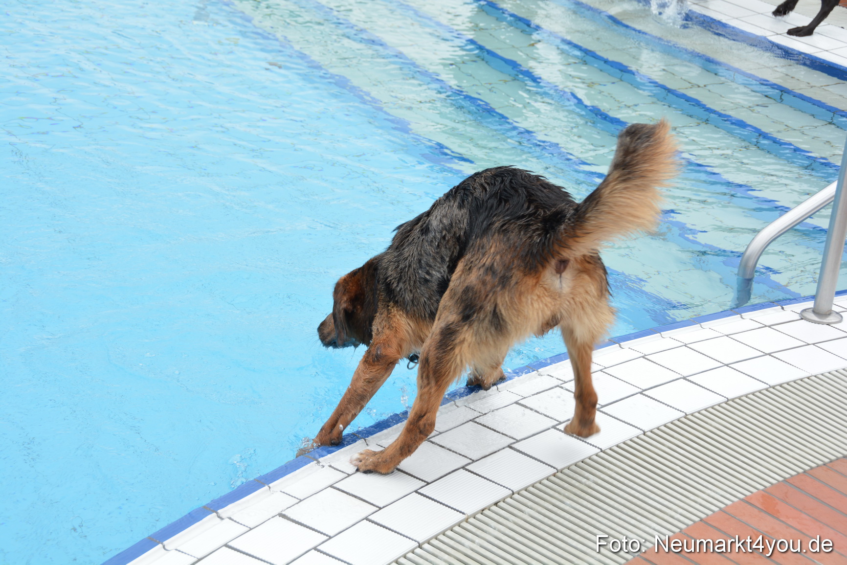 Hundeschwimmen im Freibad 071017 0070