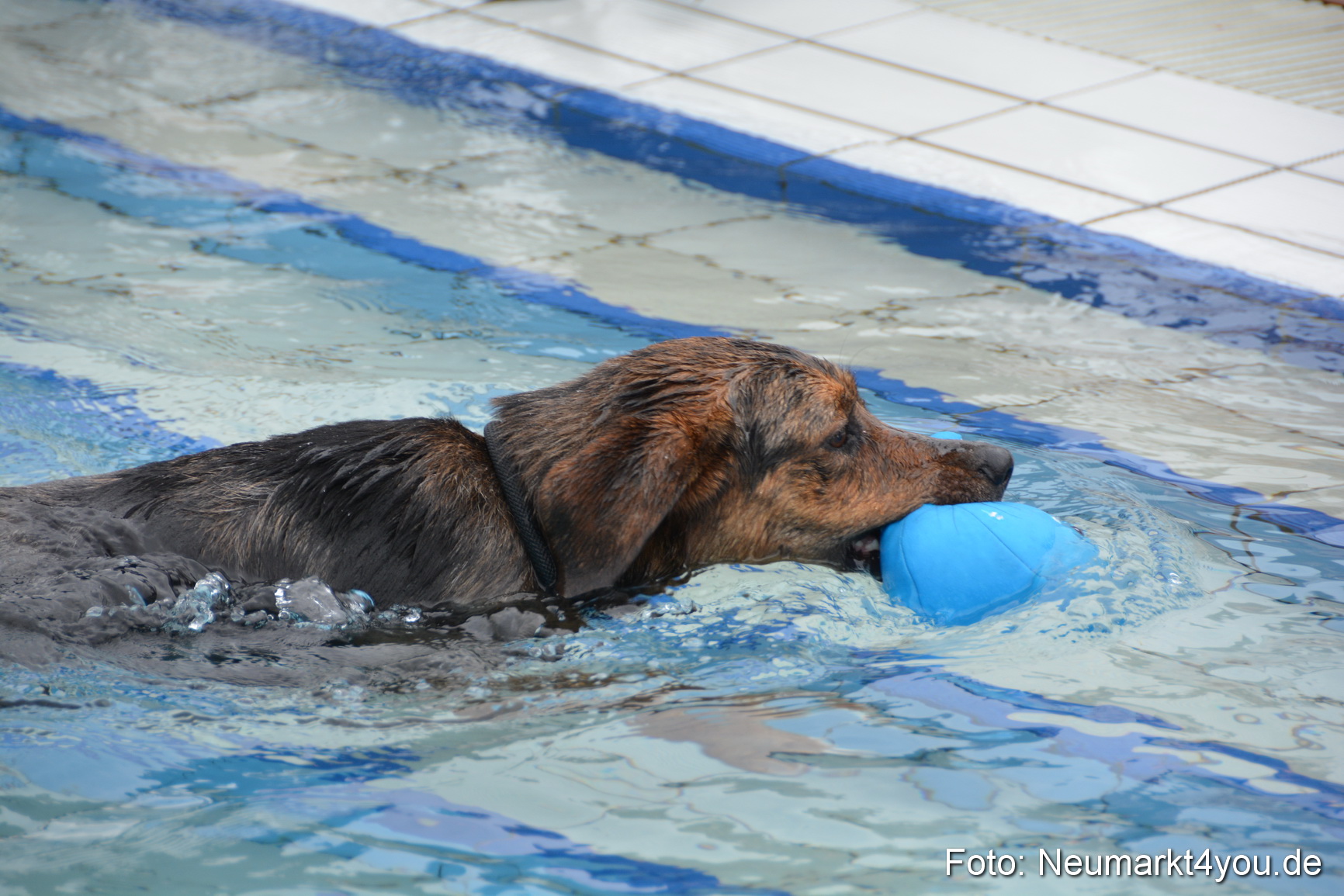 Hundeschwimmen im Freibad 071017 0071
