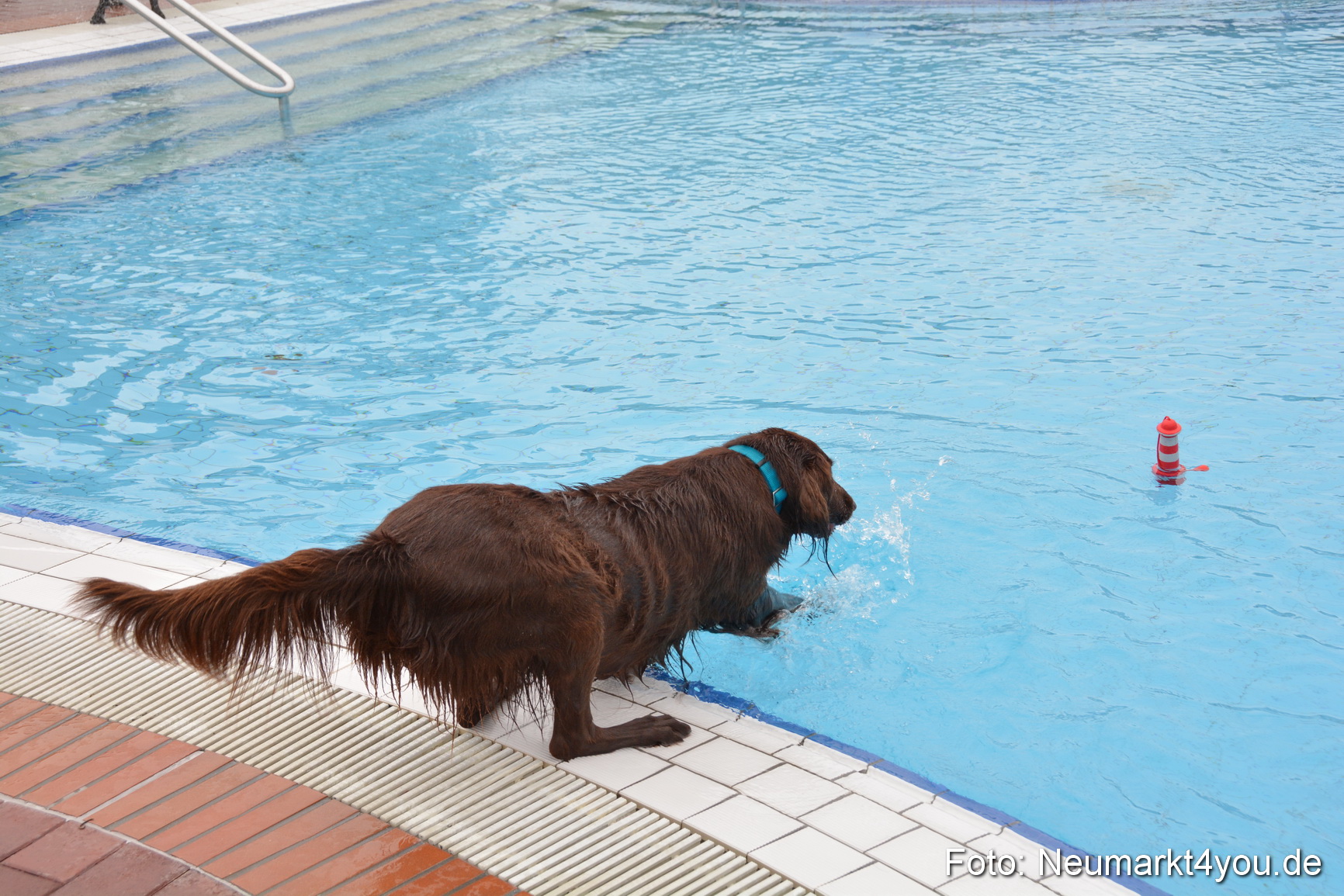 Hundeschwimmen im Freibad 071017 0072