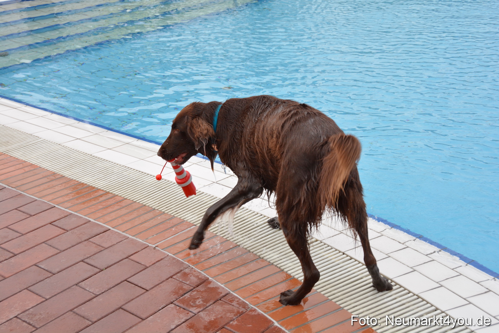 Hundeschwimmen im Freibad 071017 0073