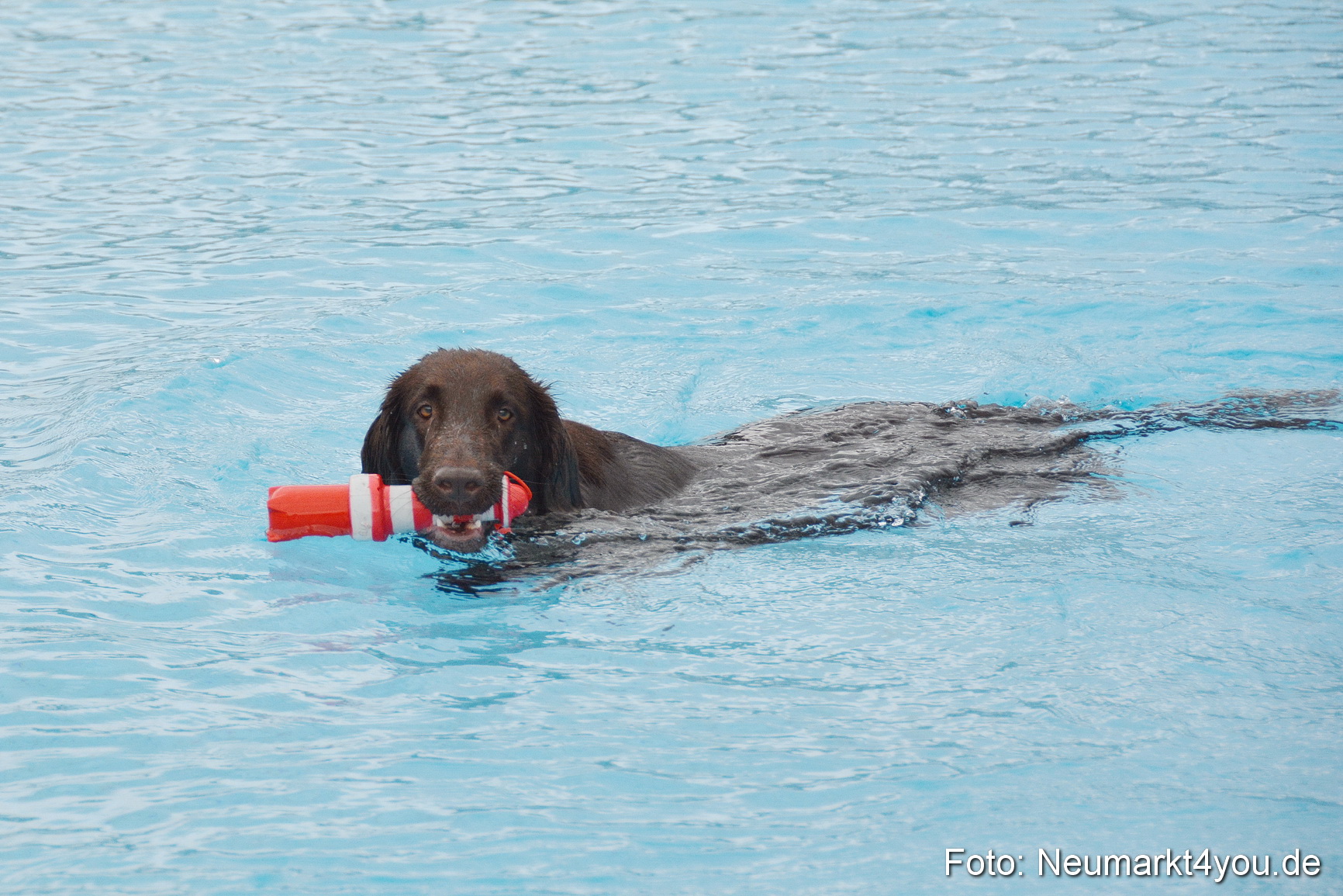 Hundeschwimmen im Freibad 071017 0074
