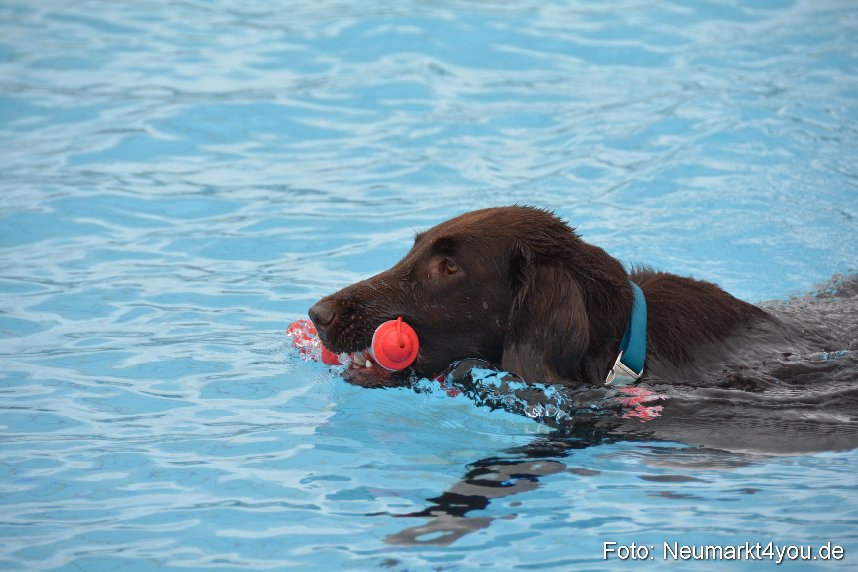 Hundeschwimmen im Freibad 071017 0075