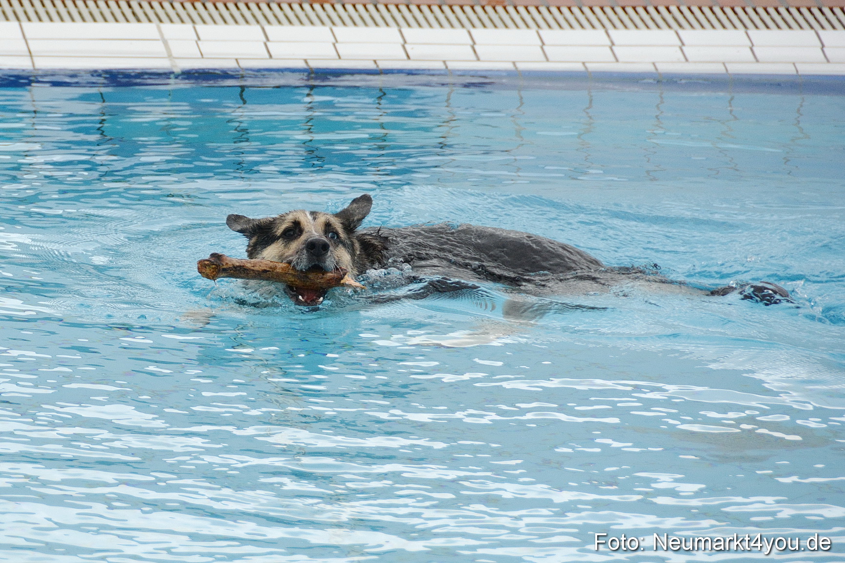 Hundeschwimmen im Freibad 071017 0076