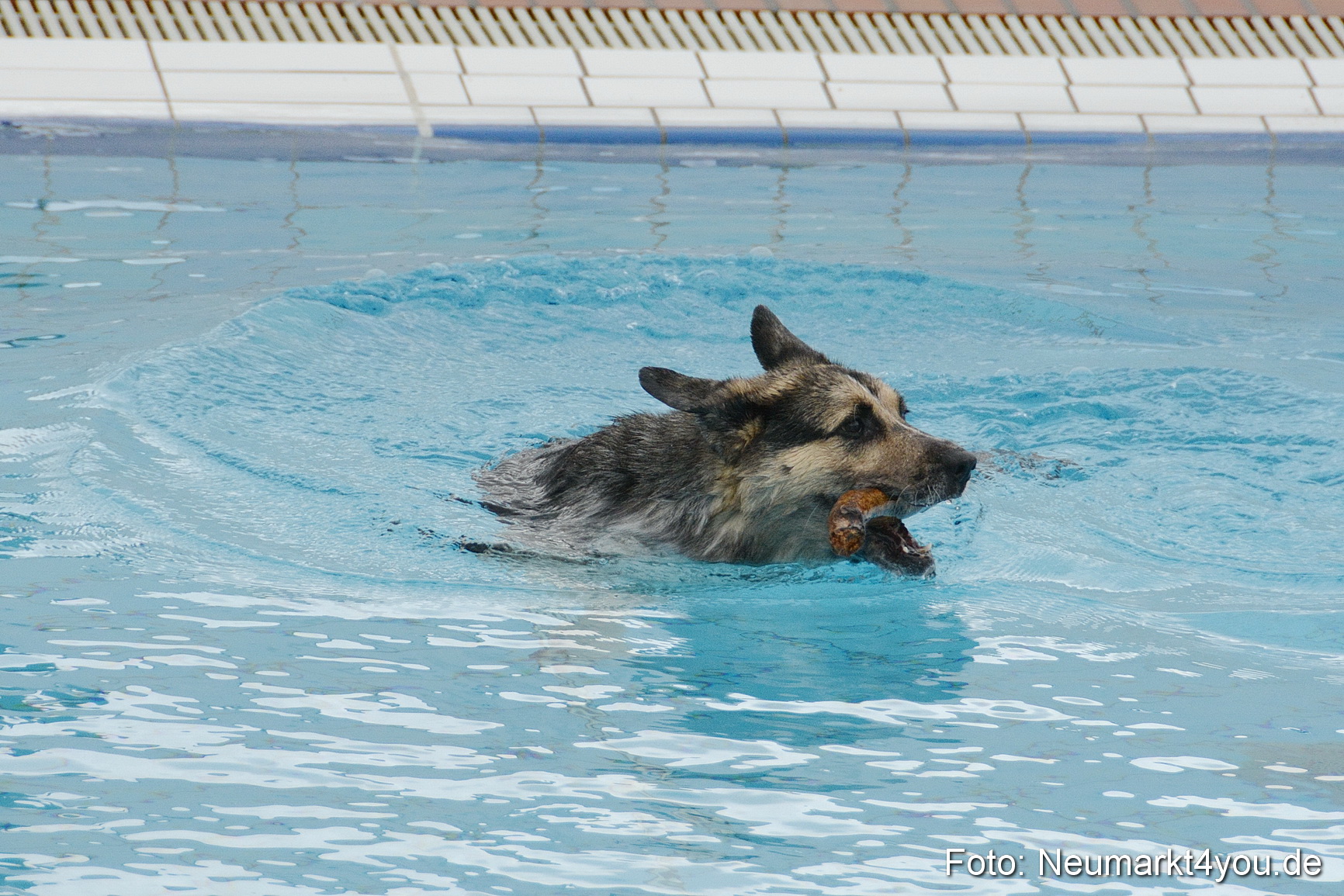 Hundeschwimmen im Freibad 071017 0077