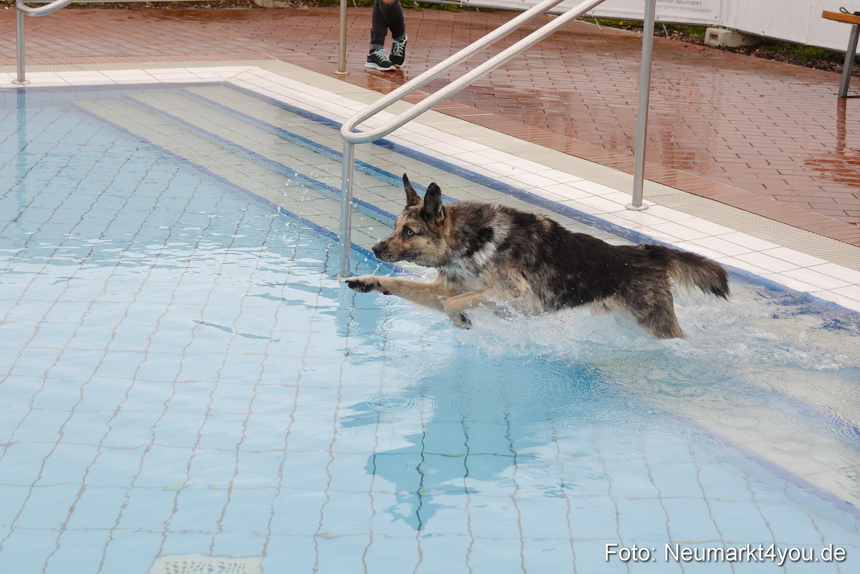 Hundeschwimmen im Freibad 071017 0079