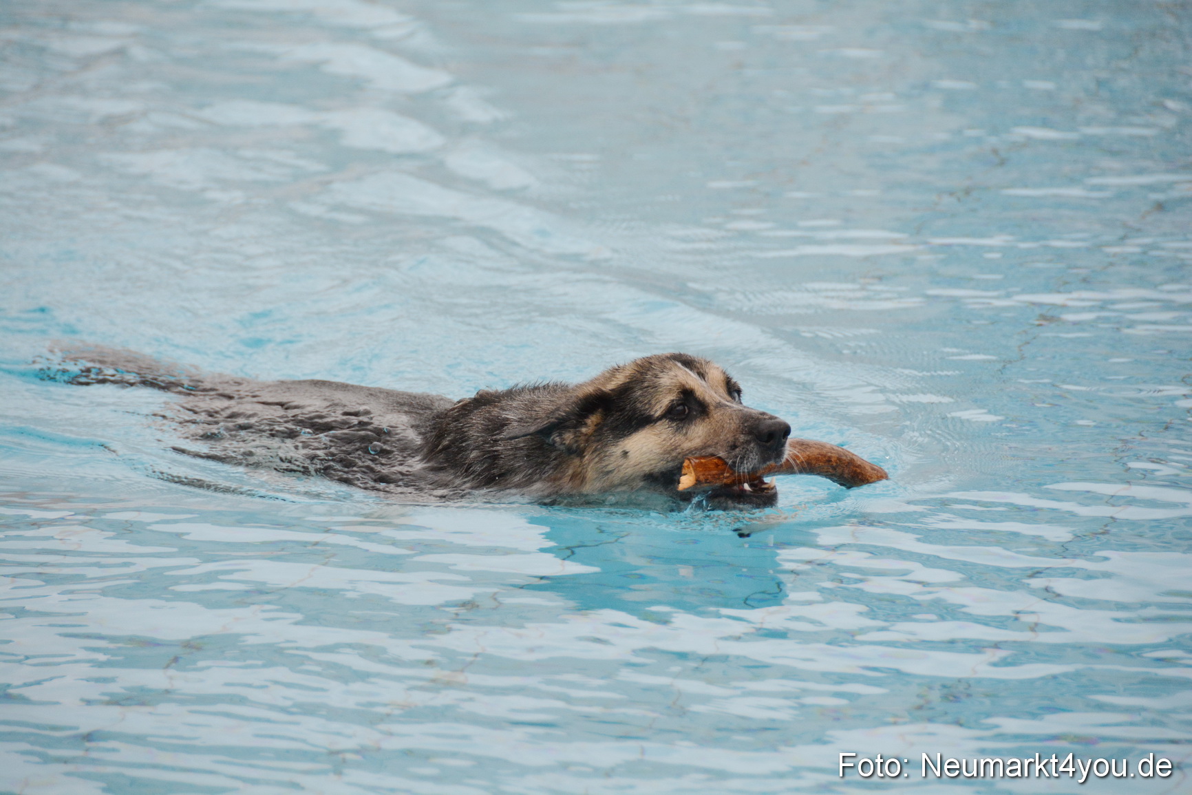 Hundeschwimmen im Freibad 071017 0081