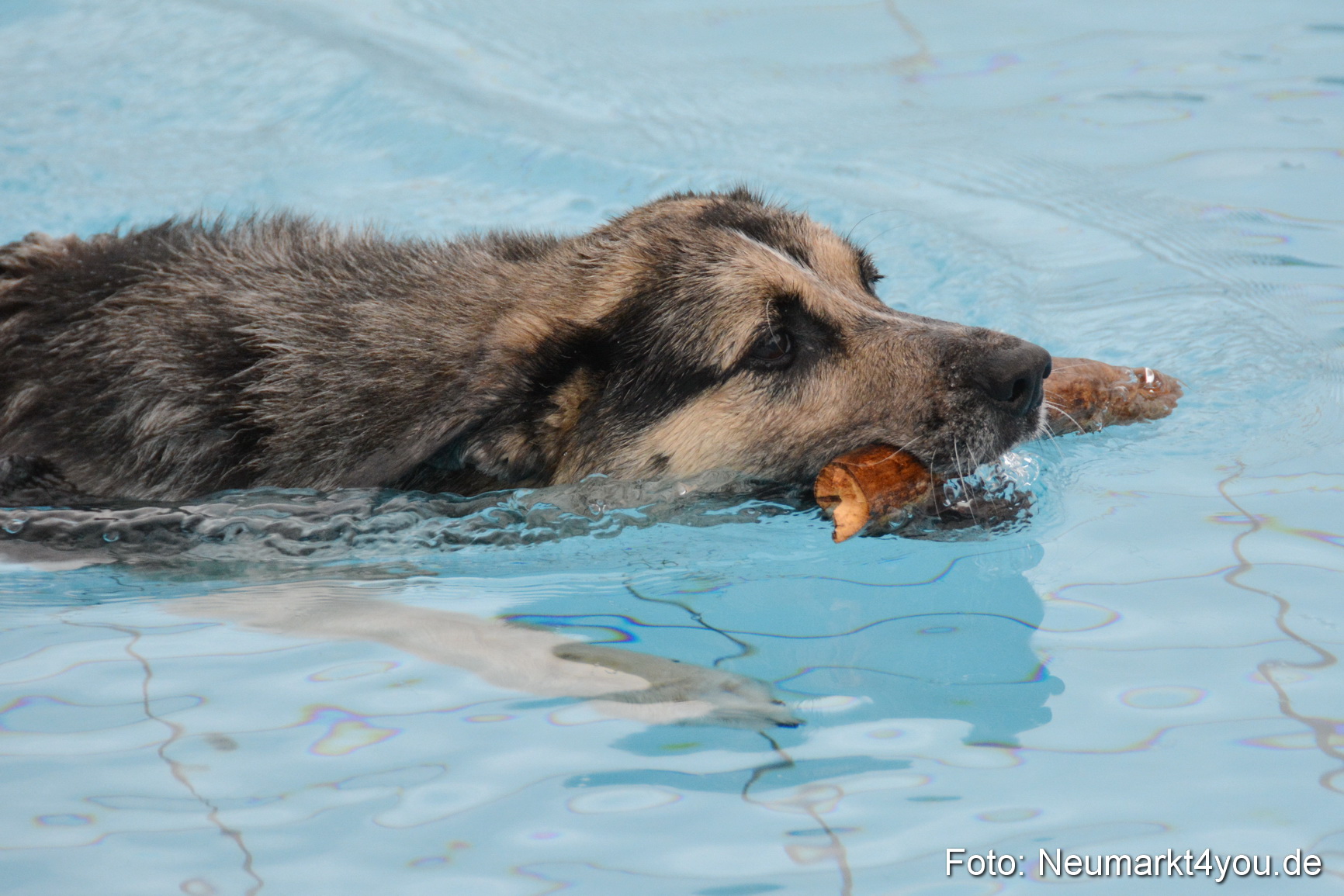Hundeschwimmen im Freibad 071017 0082