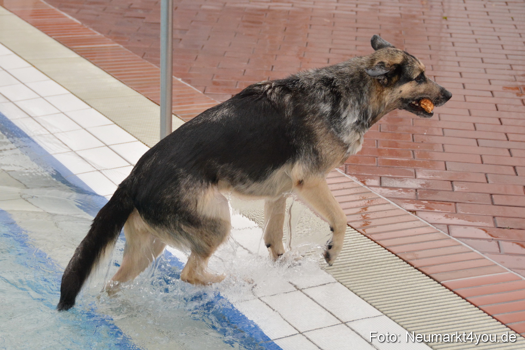 Hundeschwimmen im Freibad 071017 0083