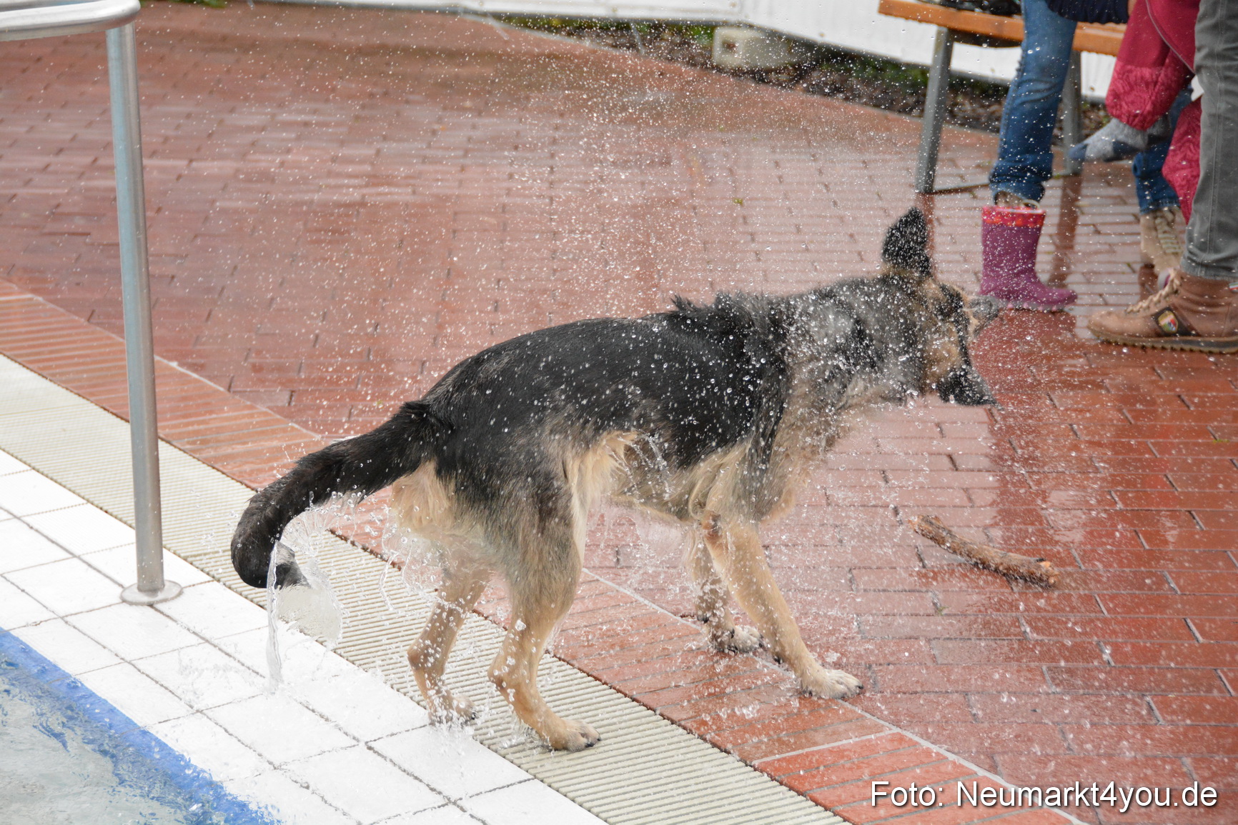 Hundeschwimmen im Freibad 071017 0084