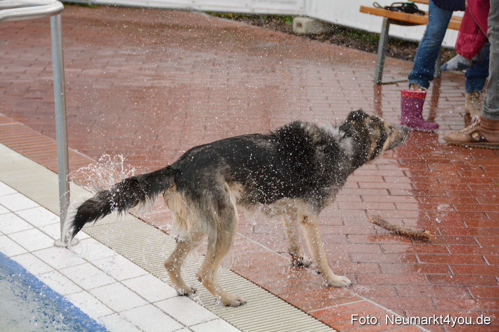 Hundeschwimmen im Freibad 071017 0085