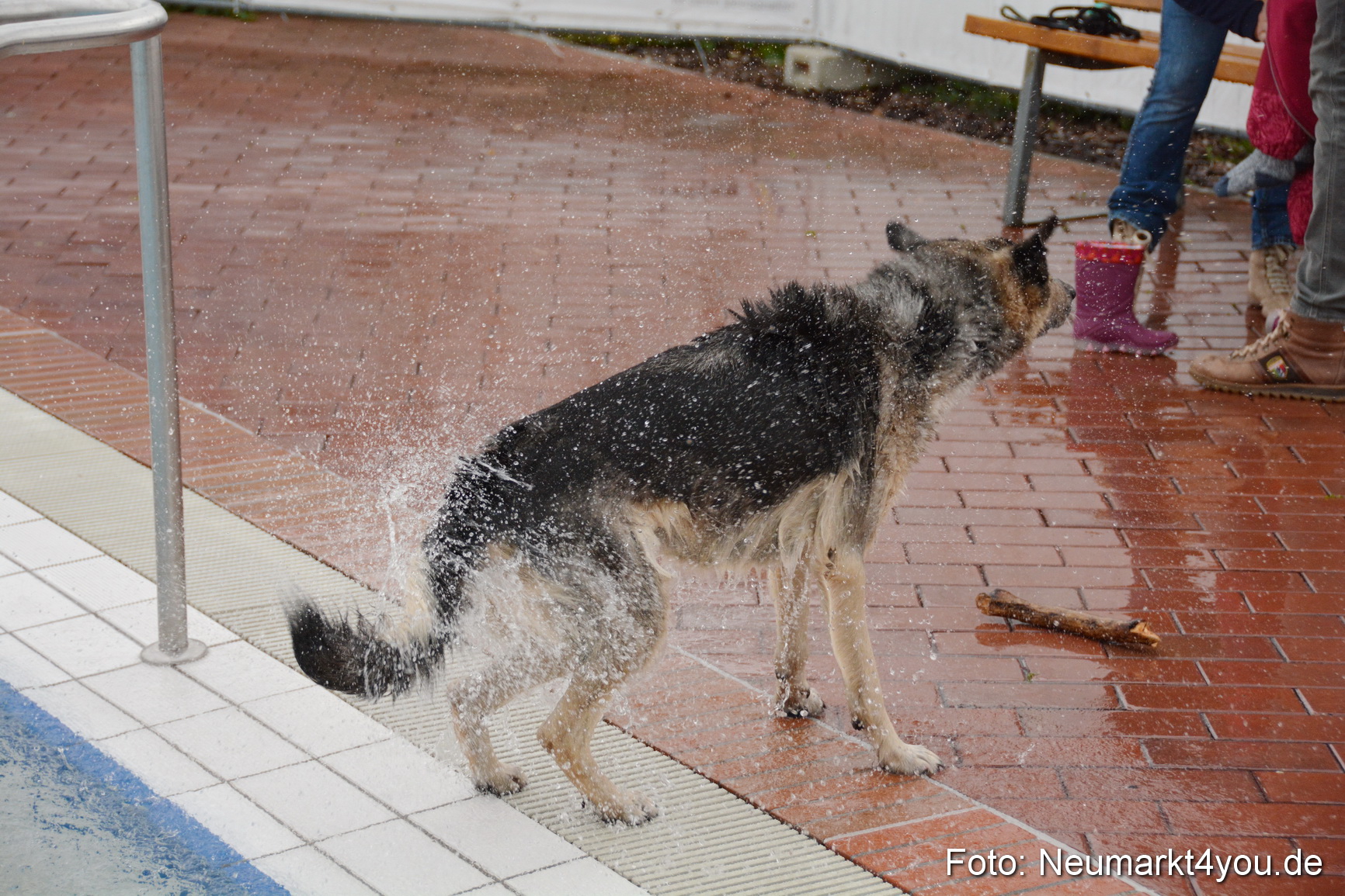 Hundeschwimmen im Freibad 071017 0086