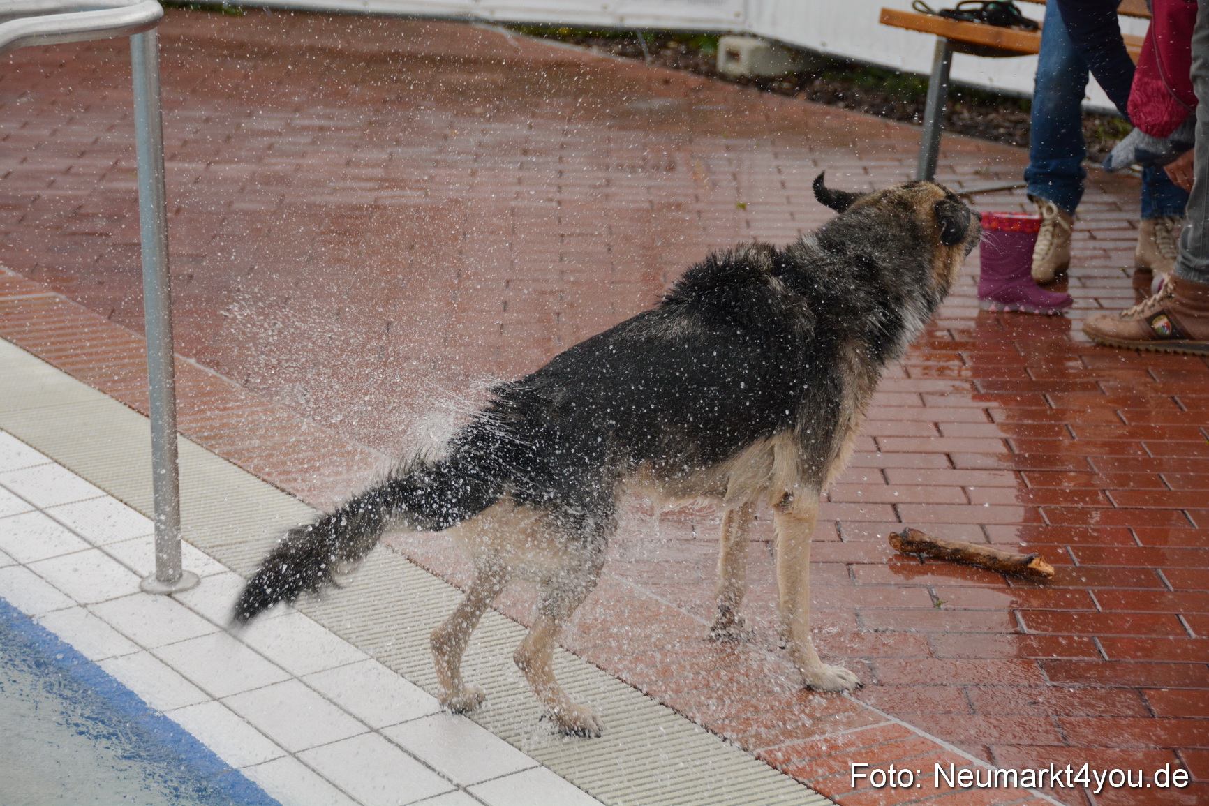 Hundeschwimmen im Freibad 071017 0087