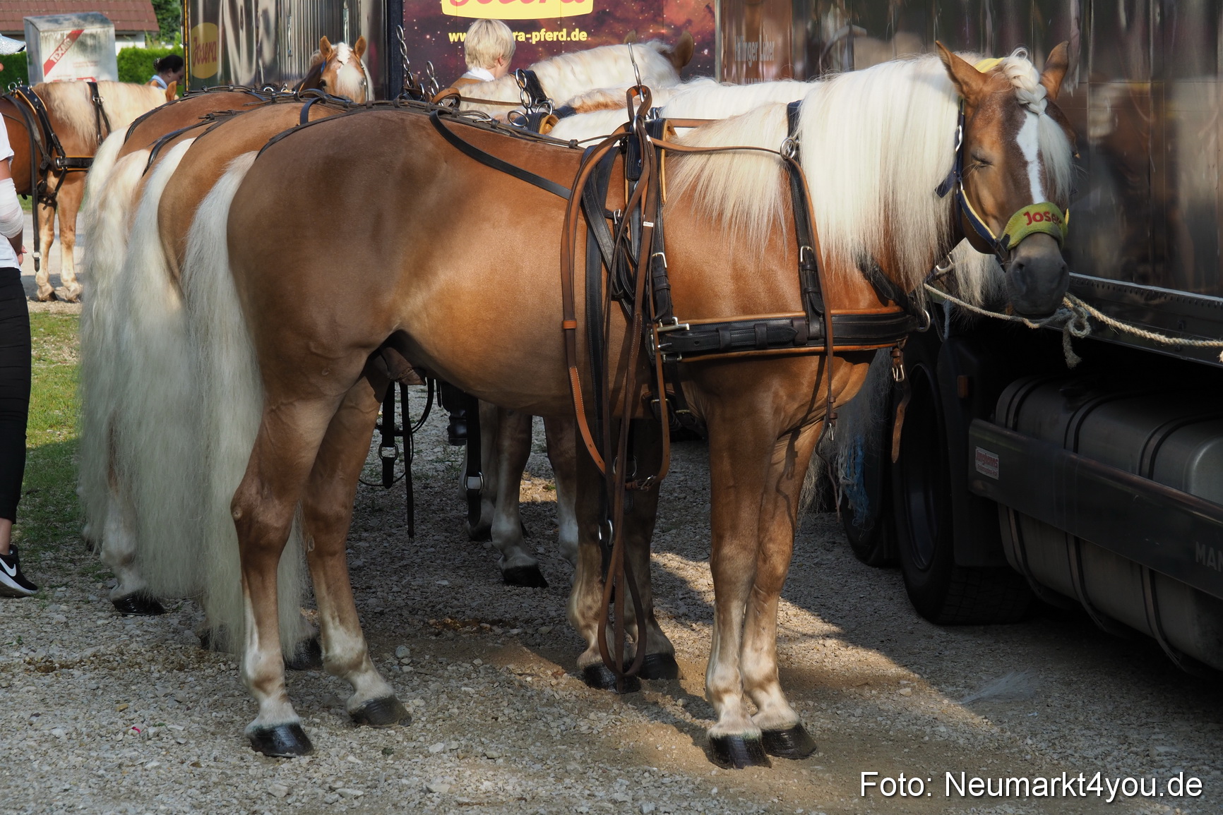 Pferde und Fohlenschau 2017 0005