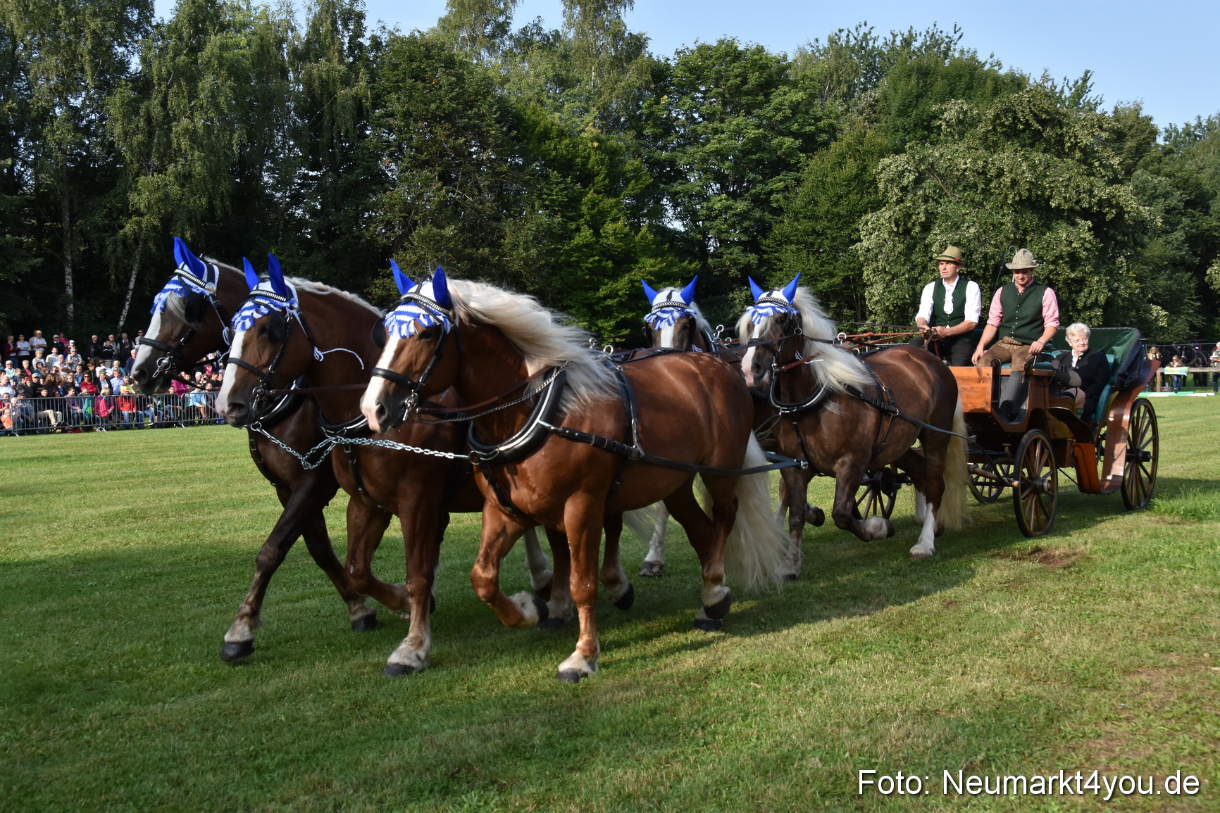 Pferde und Fohlenschau 2017 0023