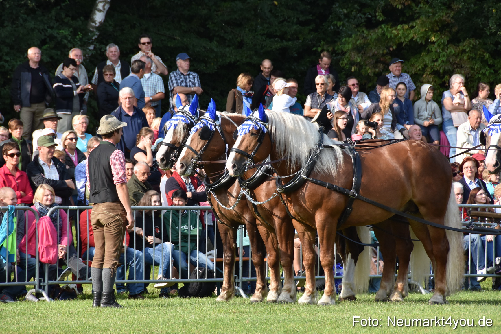Pferde und Fohlenschau 2017 0025