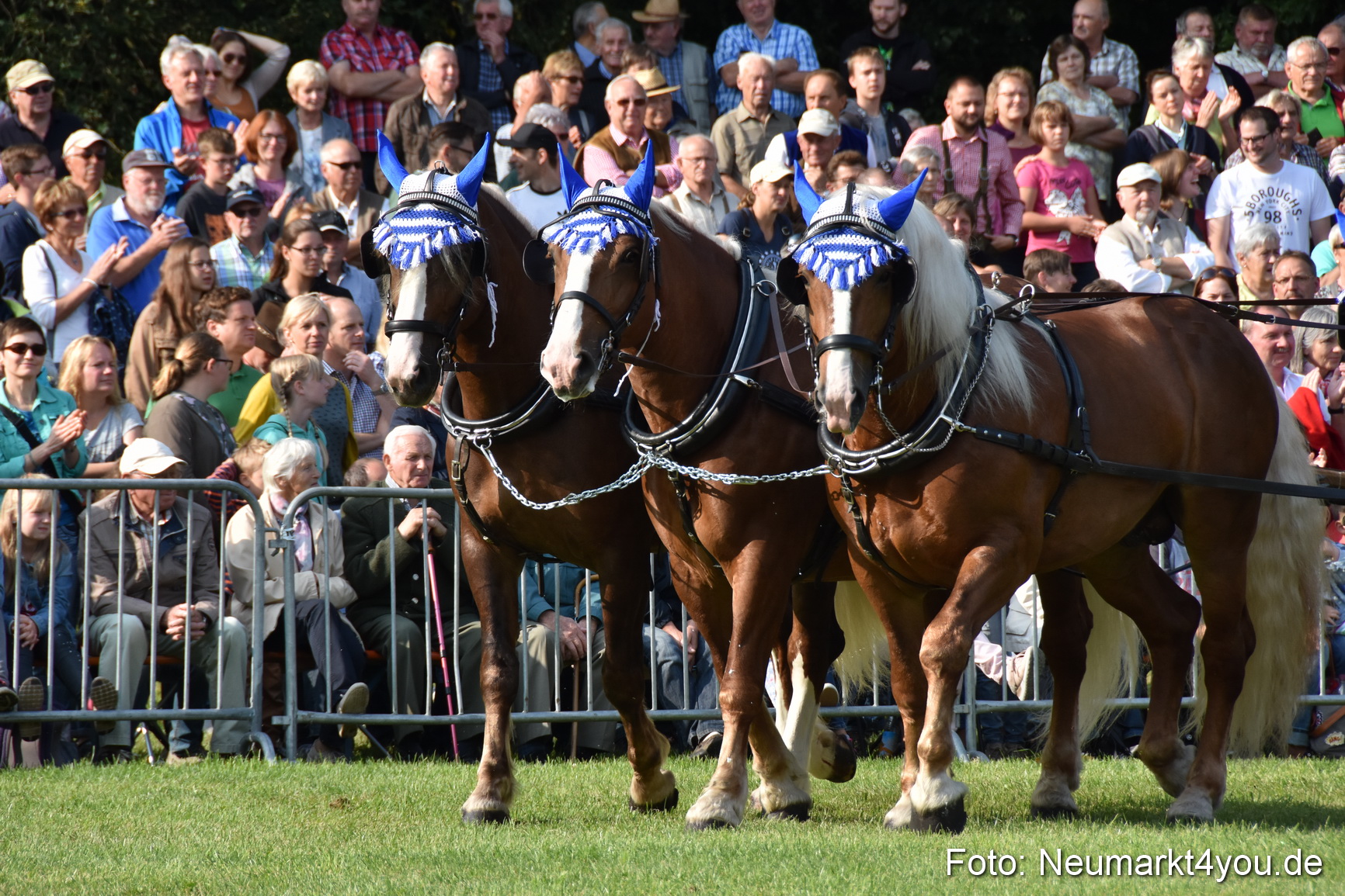 Pferde und Fohlenschau 2017 0028