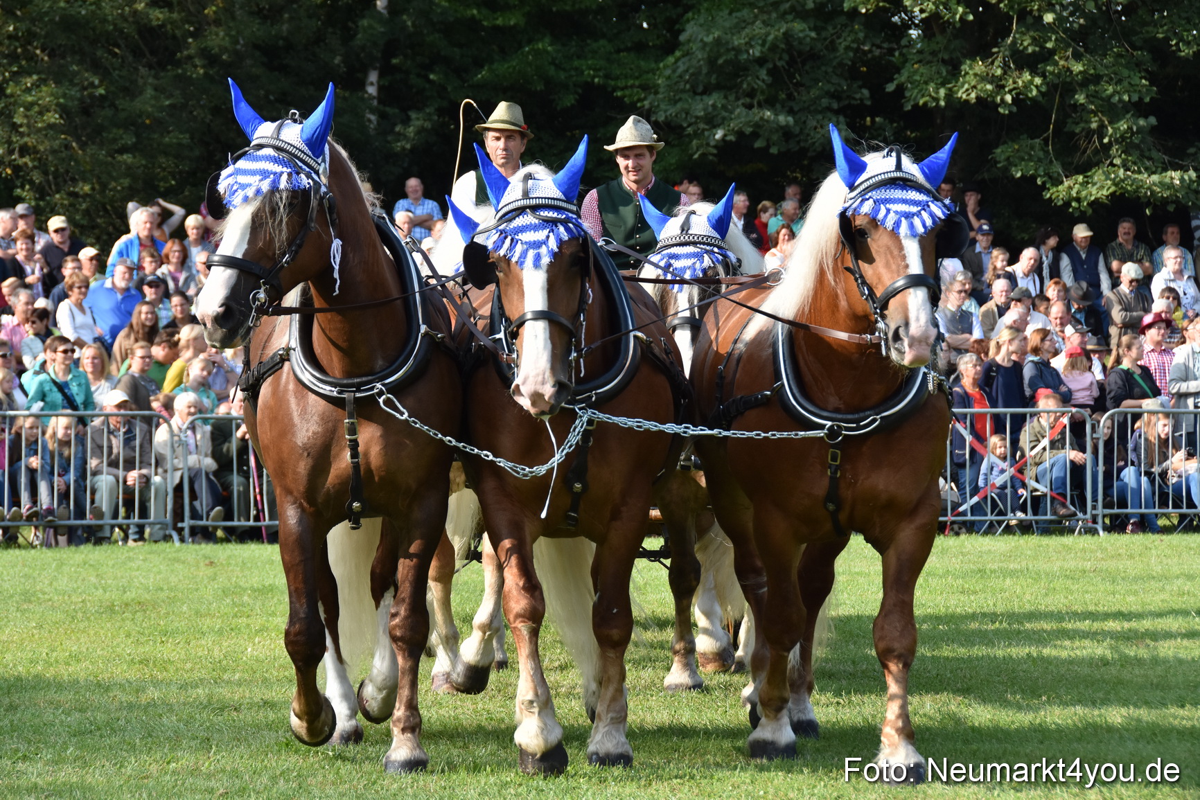 Pferde und Fohlenschau 2017 0029
