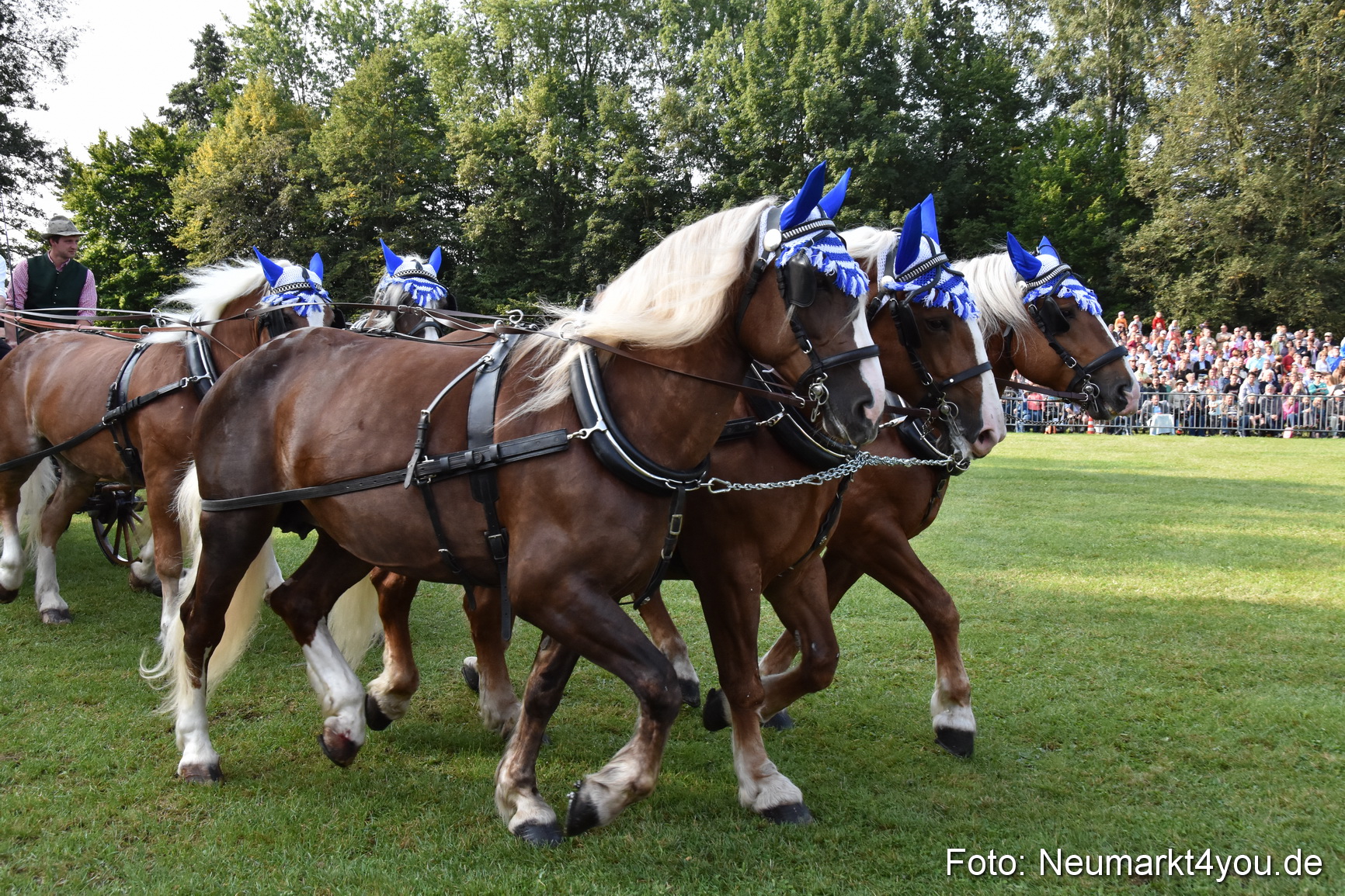 Pferde und Fohlenschau 2017 0030