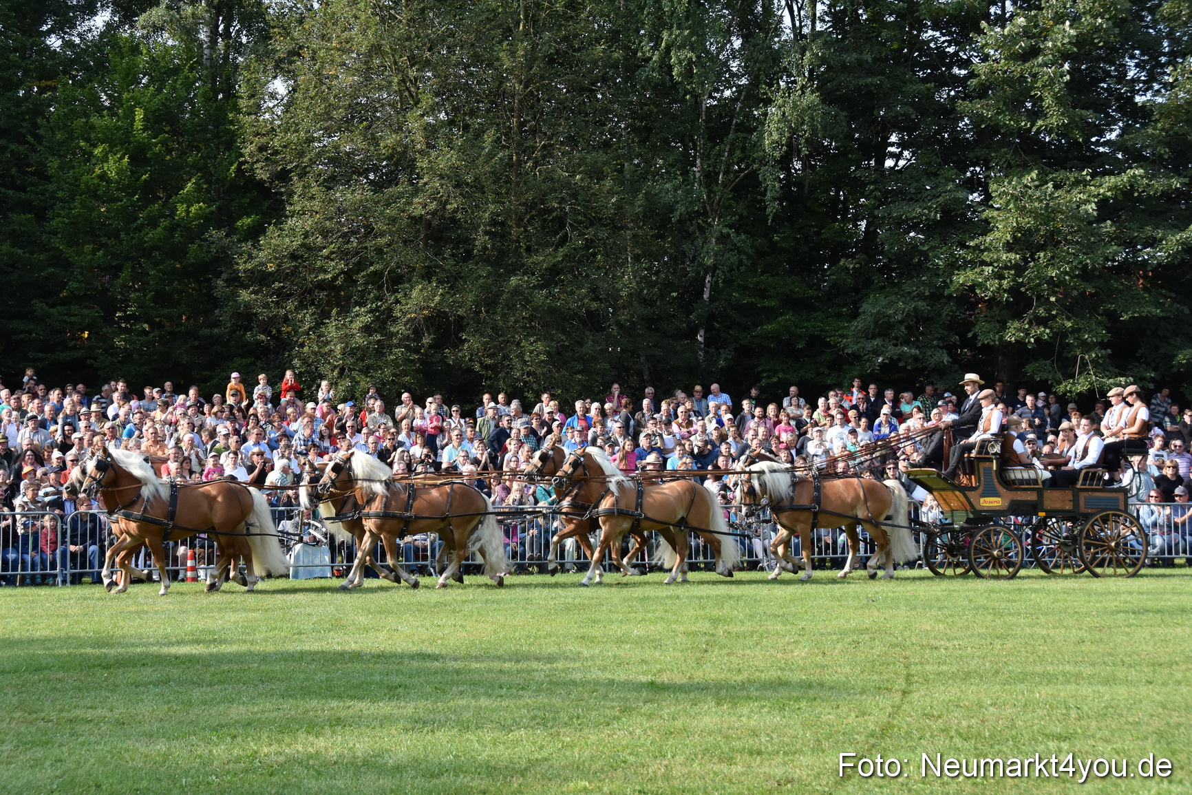 Pferde und Fohlenschau 2017 0031