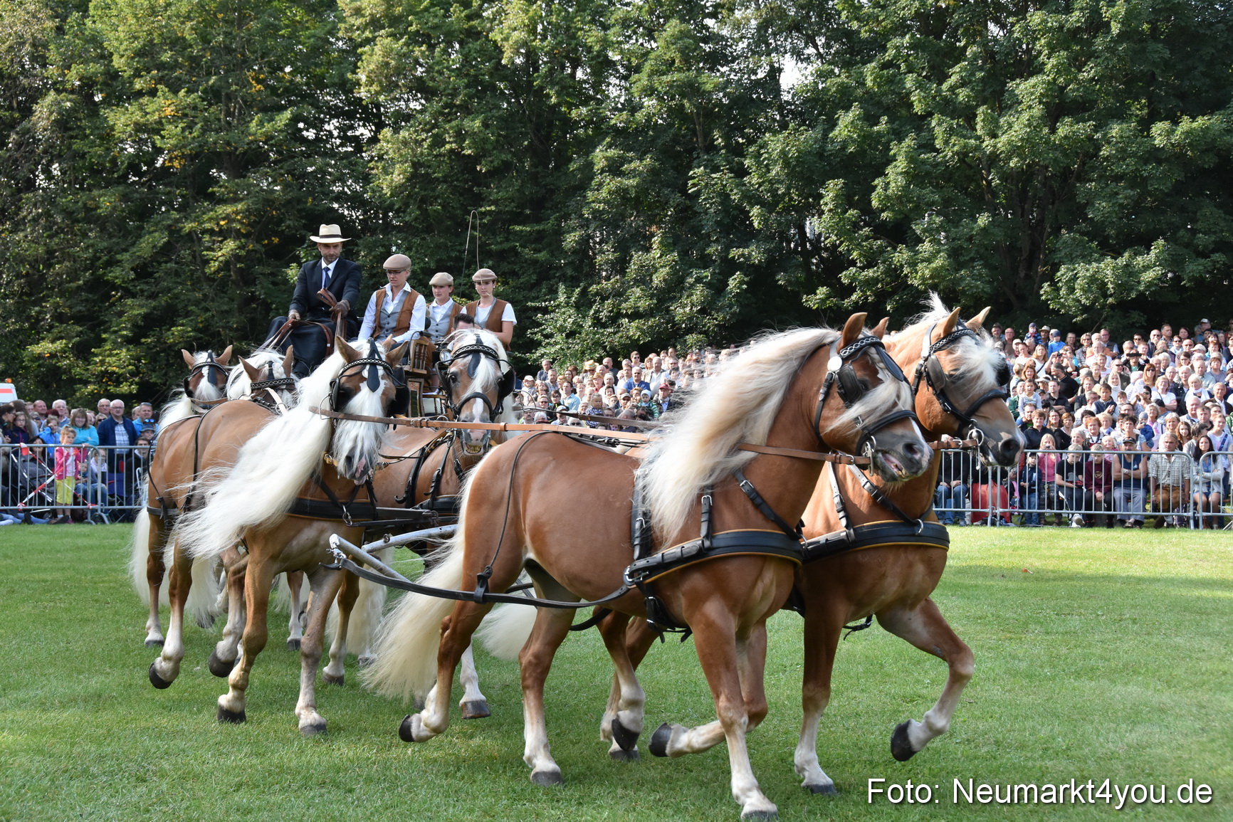 Pferde und Fohlenschau 2017 0032