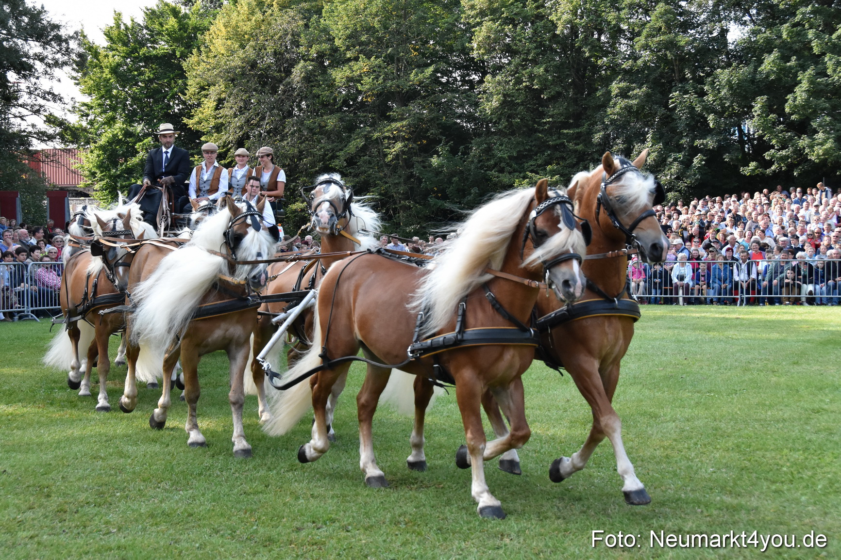 Pferde und Fohlenschau 2017 0035