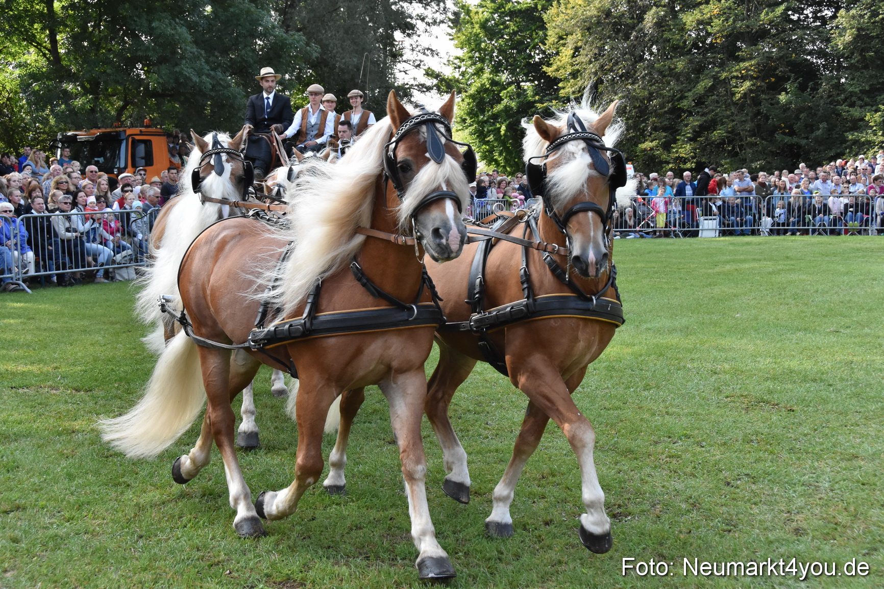 Pferde und Fohlenschau 2017 0037