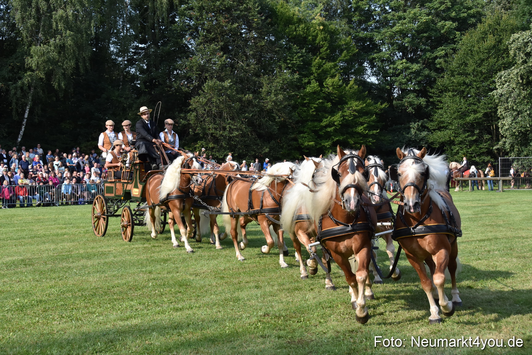 Pferde und Fohlenschau 2017 0039