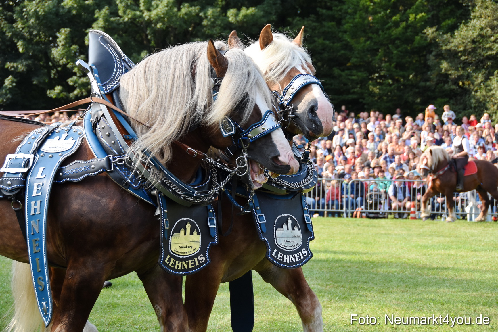 Pferde und Fohlenschau 2017 0051