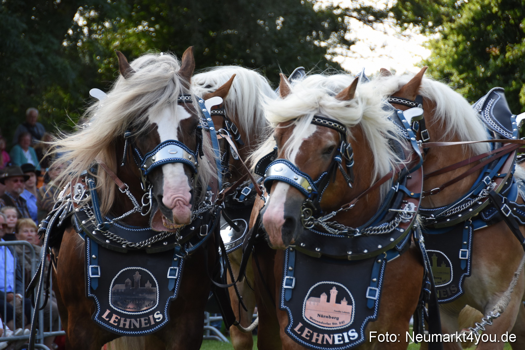 Pferde und Fohlenschau 2017 0058