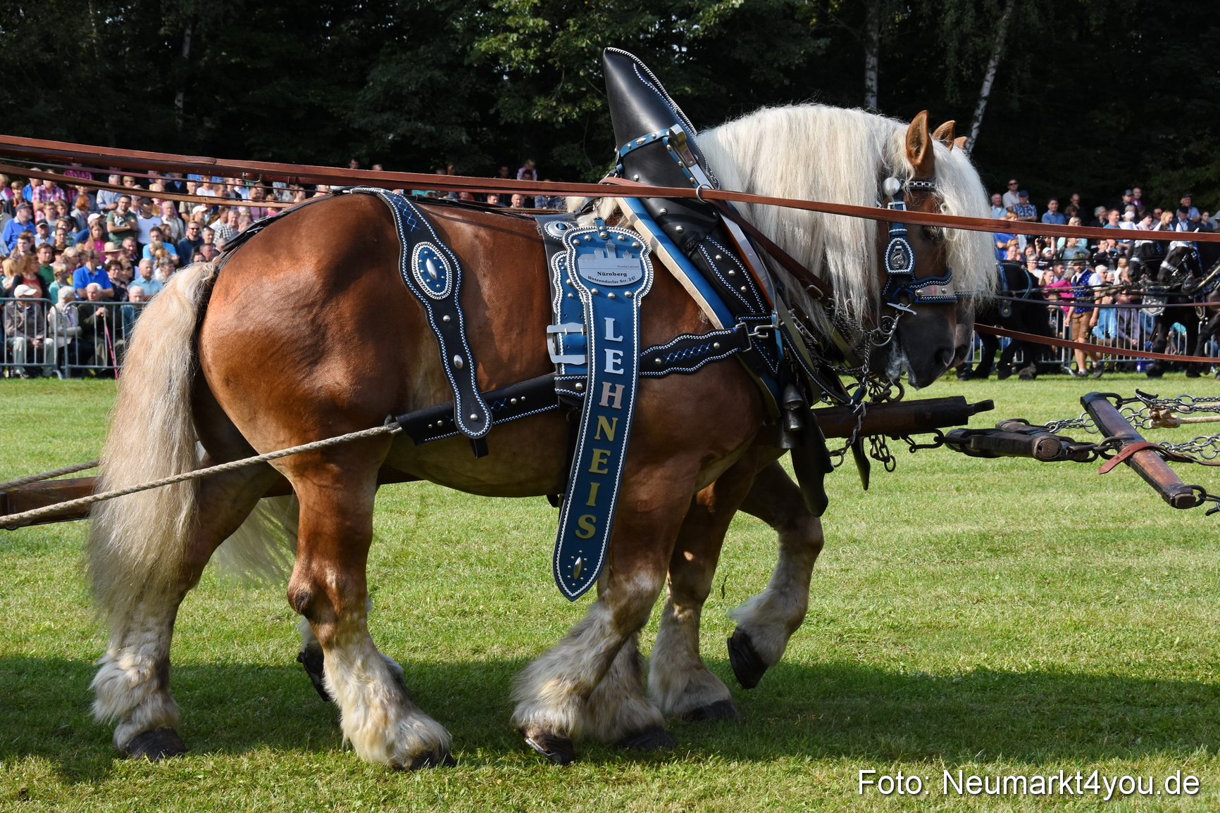 Pferde und Fohlenschau 2017 0061