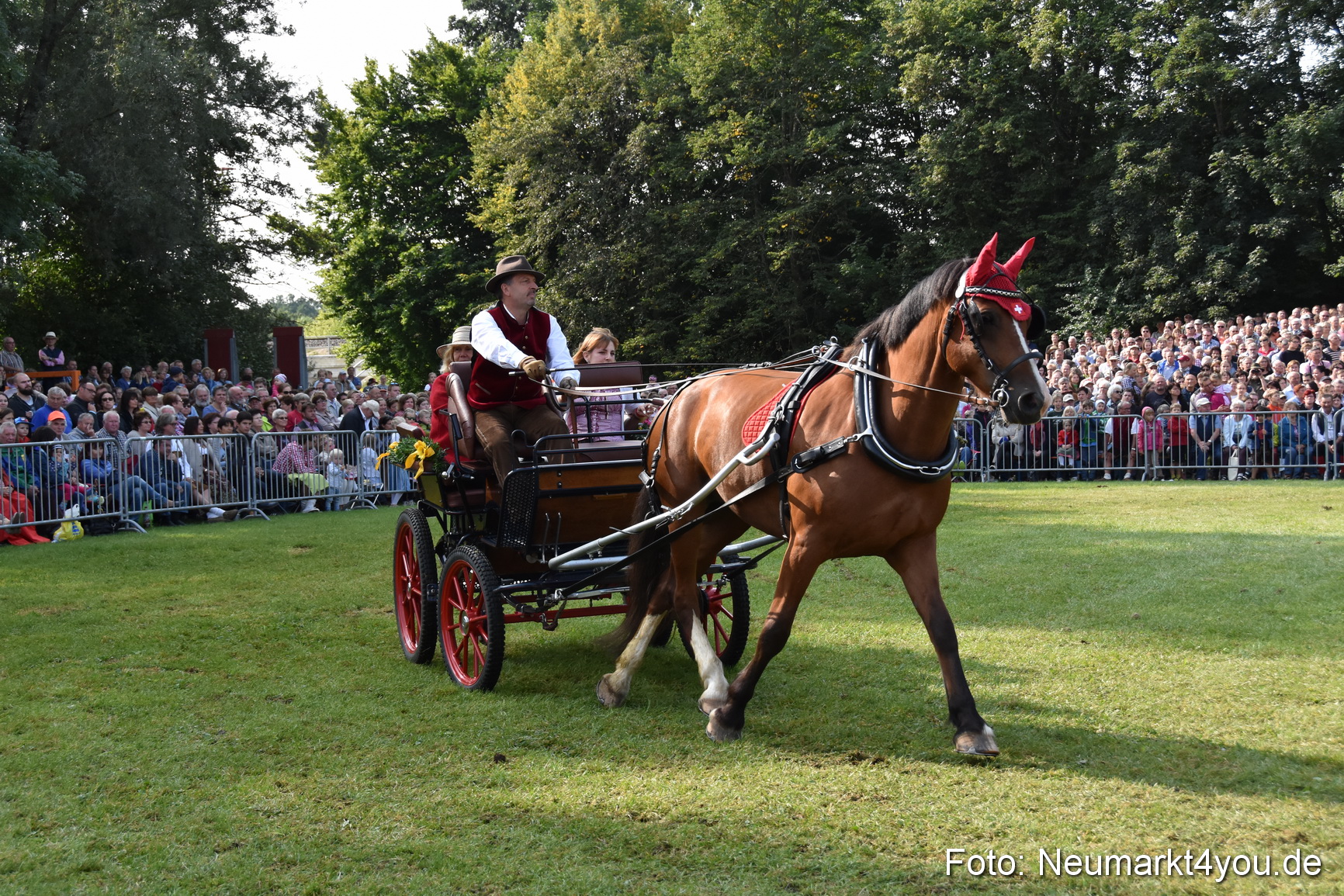 Pferde und Fohlenschau 2017 0083