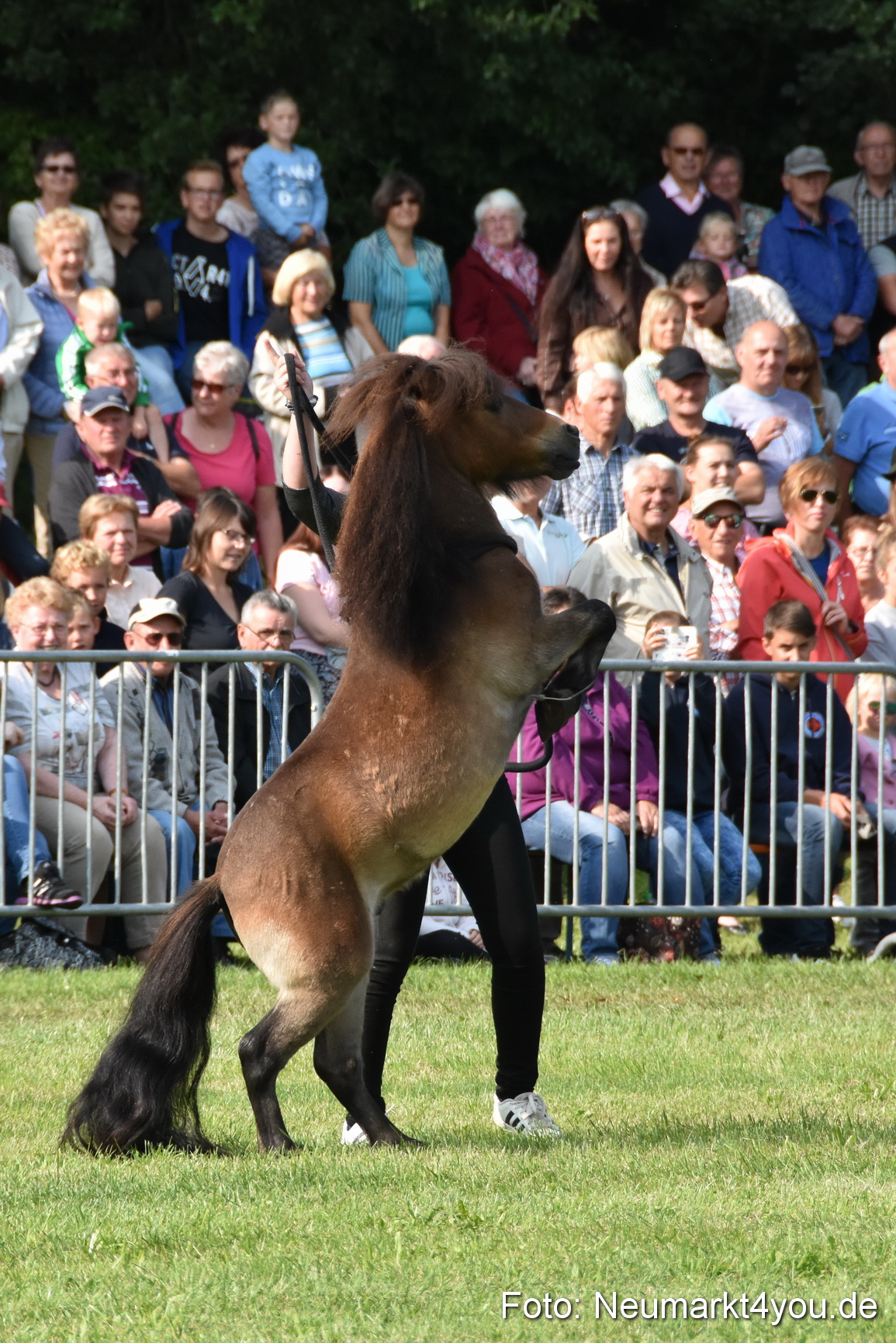 Pferde und Fohlenschau 2017 0094